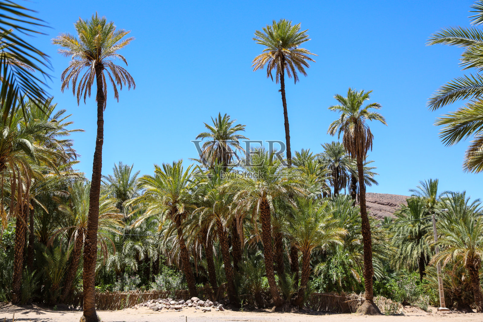 蓝天下棕榈树的俯视图照片摄影图片