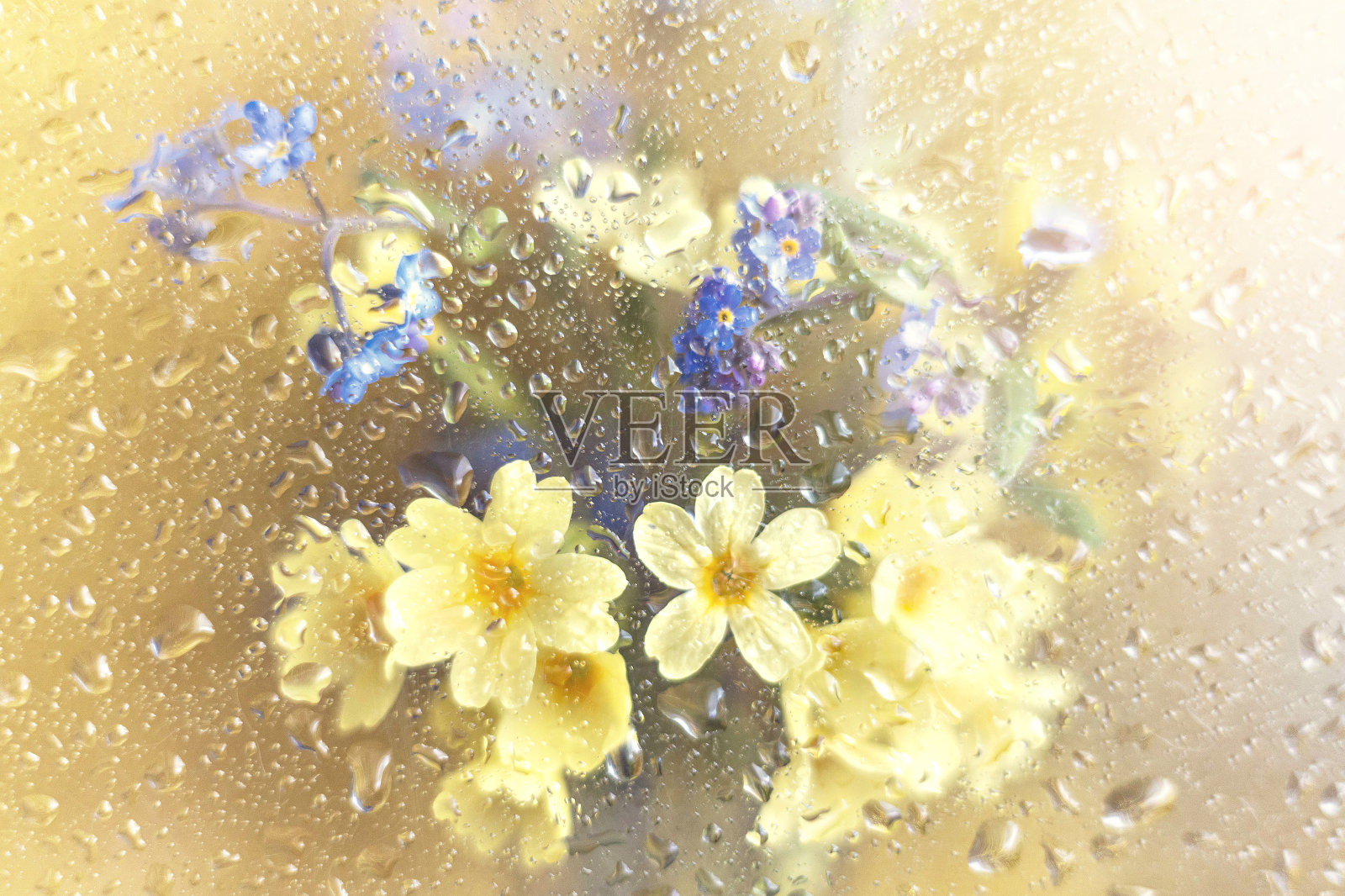 春花勿忘我，樱草花和玻璃后面的金色背景上有雨滴。照片摄影图片