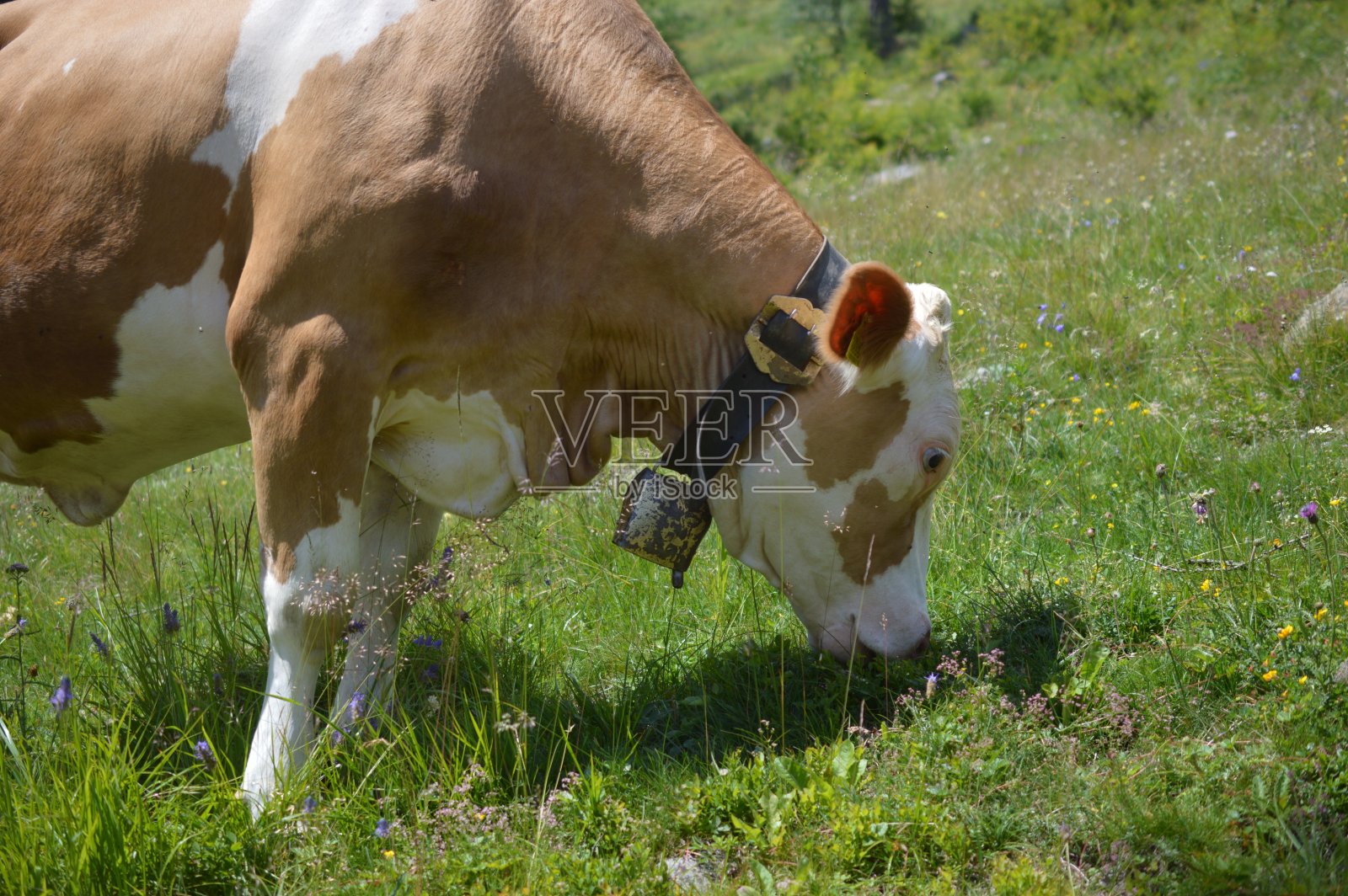 南蒂罗尔牧场上的奶牛照片摄影图片