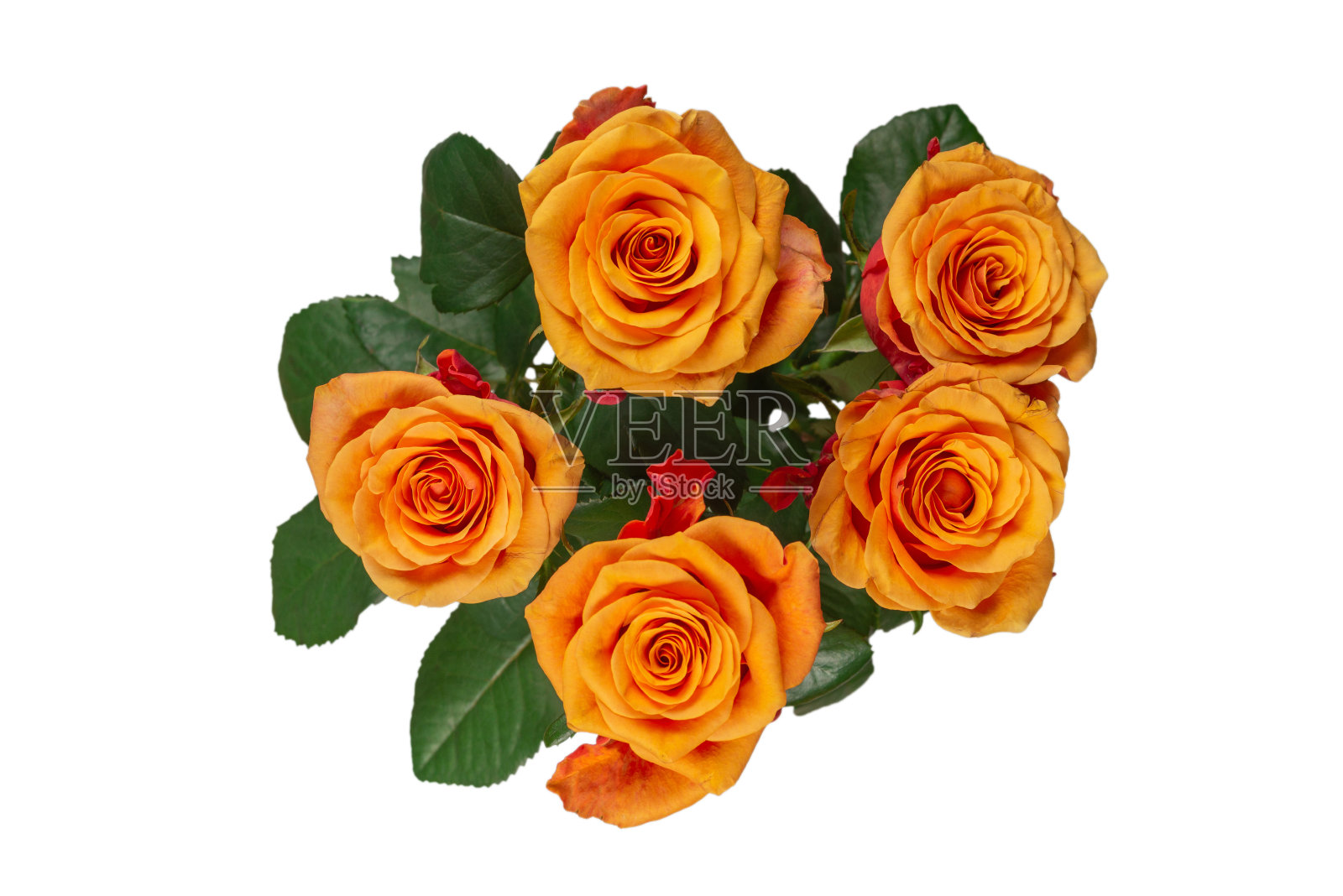 孤立在白色背景上的橙色玫瑰。照片摄影图片