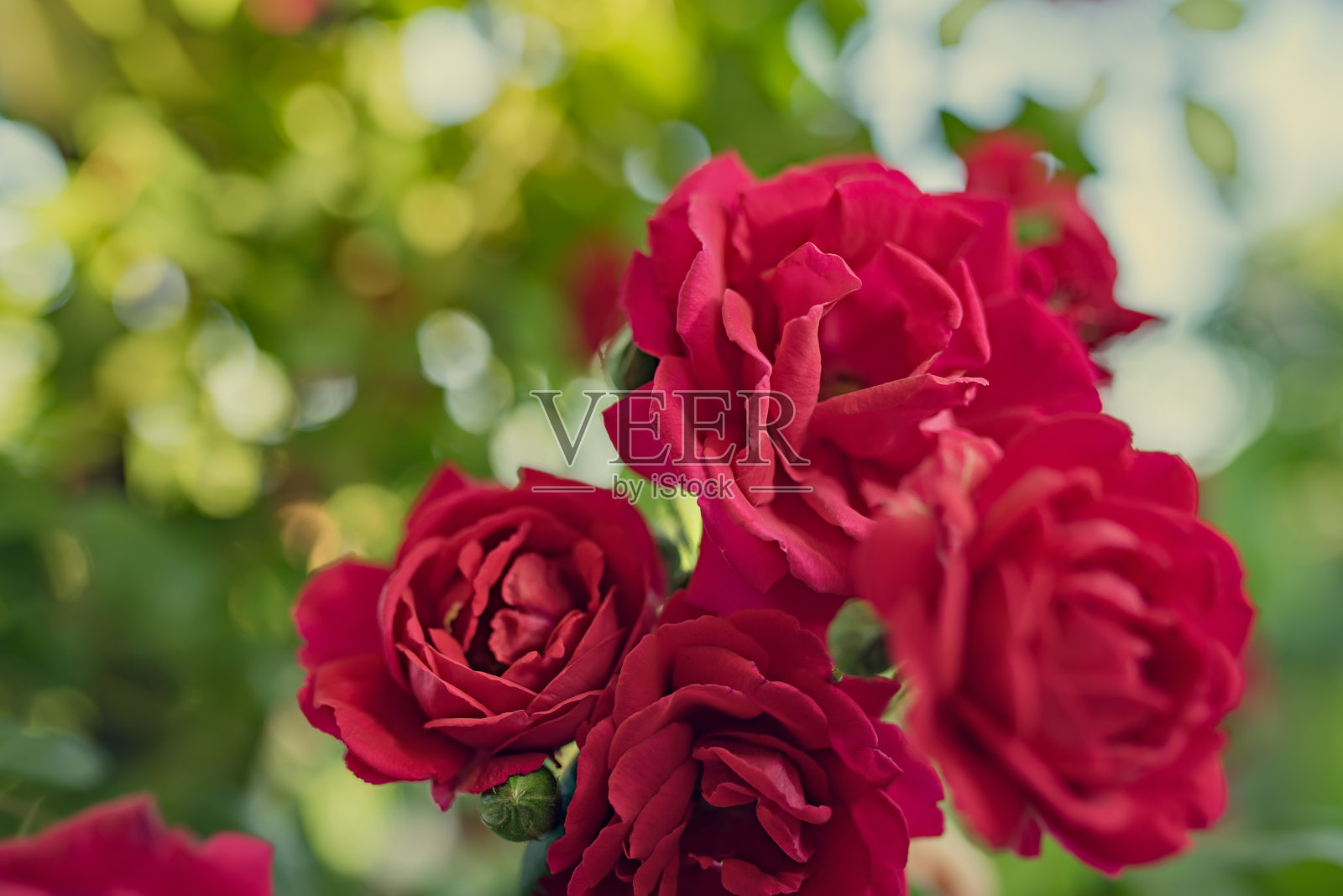 红色玫瑰丛的细节照片摄影图片