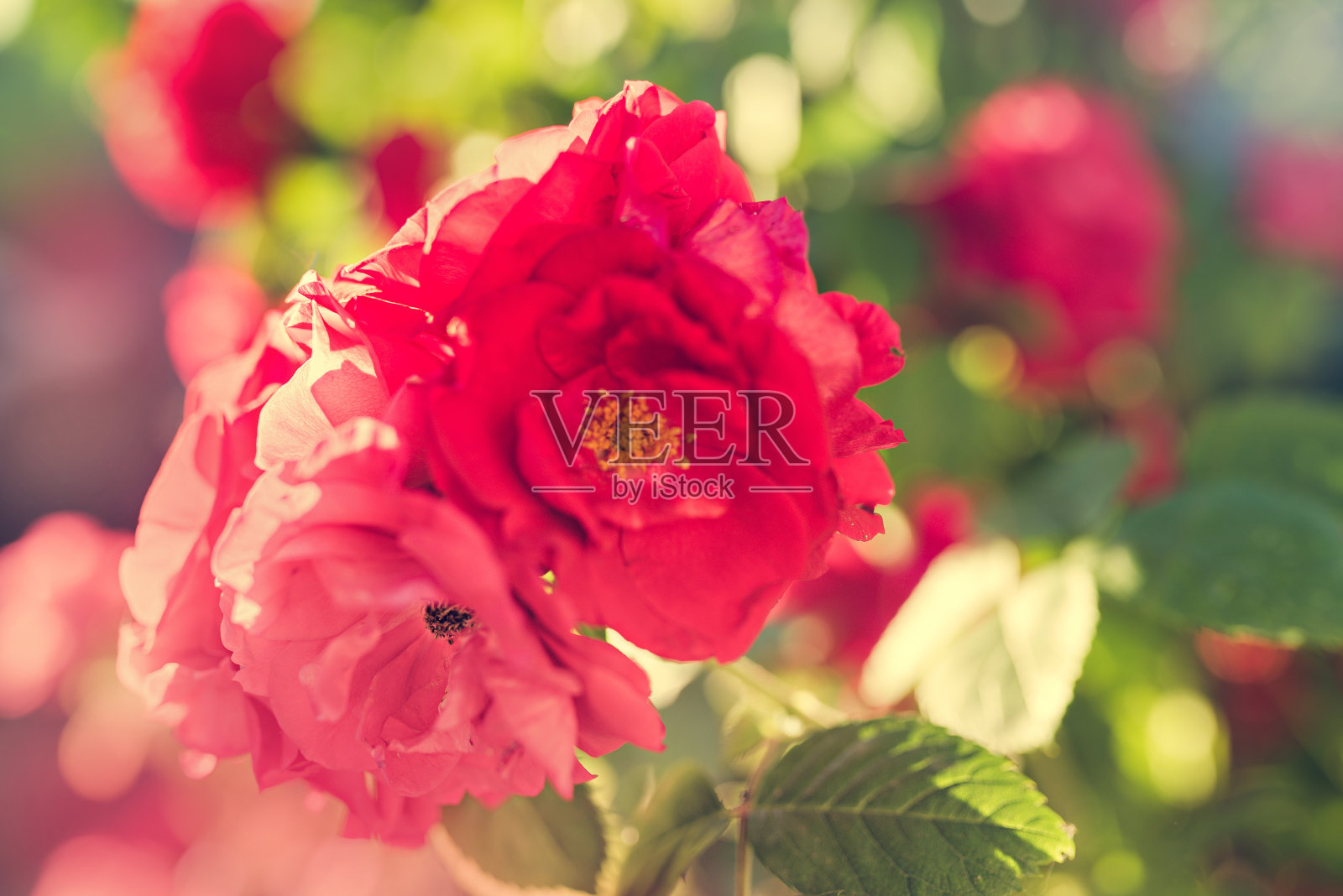 红玫瑰灌木的细节照片摄影图片