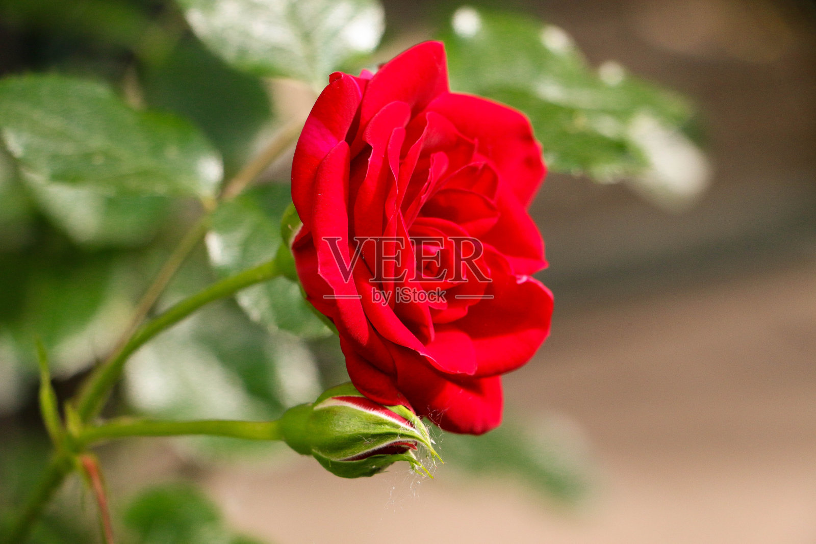 花园中一朵美丽的红玫瑰的特写照片摄影图片