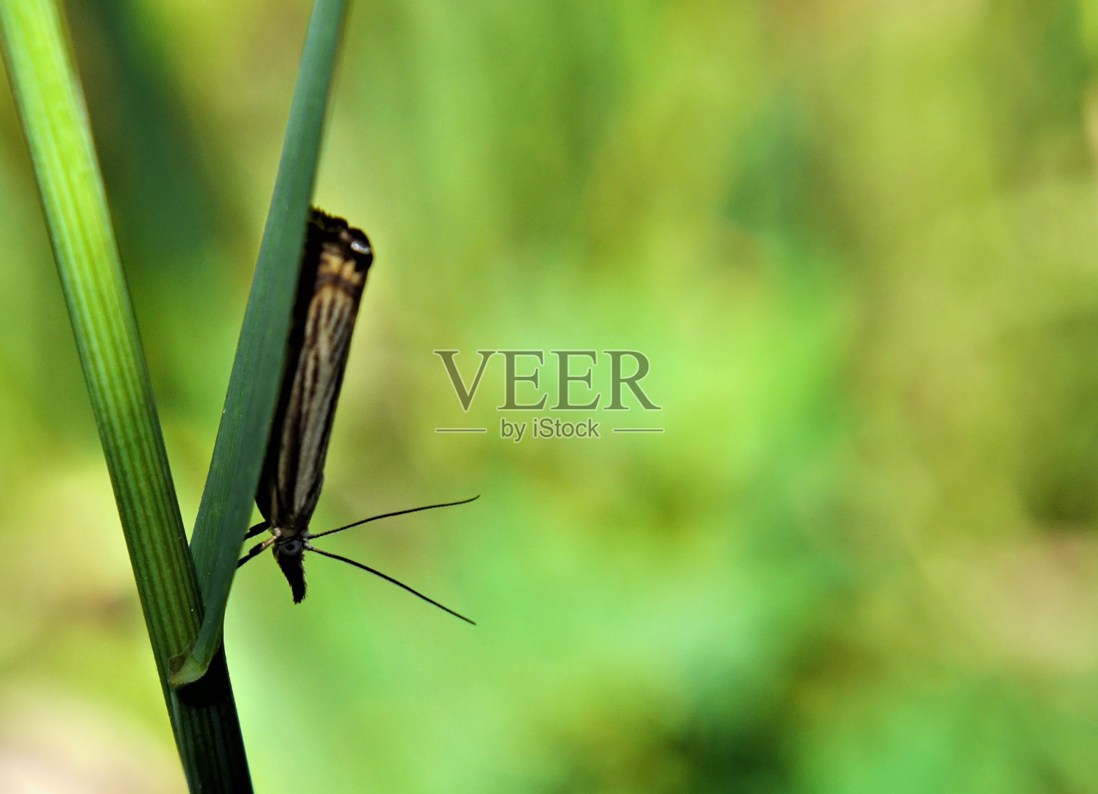 小蛾照片摄影图片