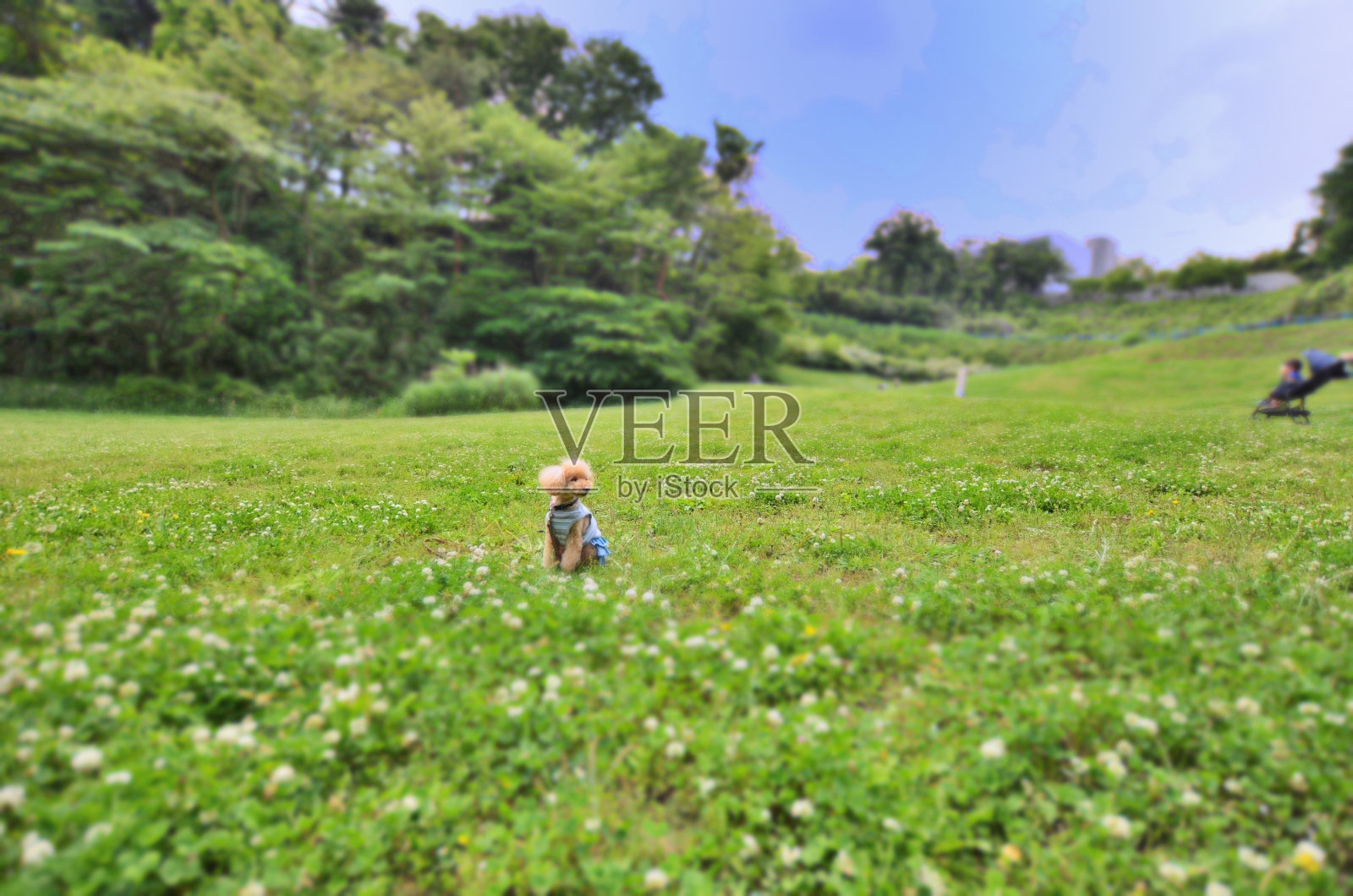 白色三叶草田和玩具狮子狗，川崎市照片摄影图片