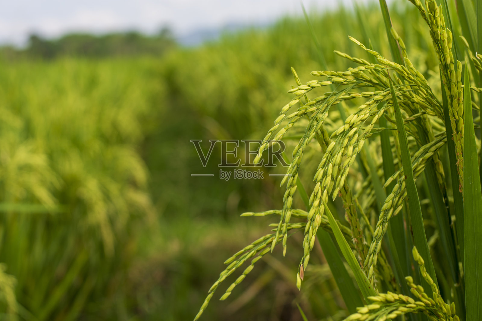 黄稻准备收割了照片摄影图片