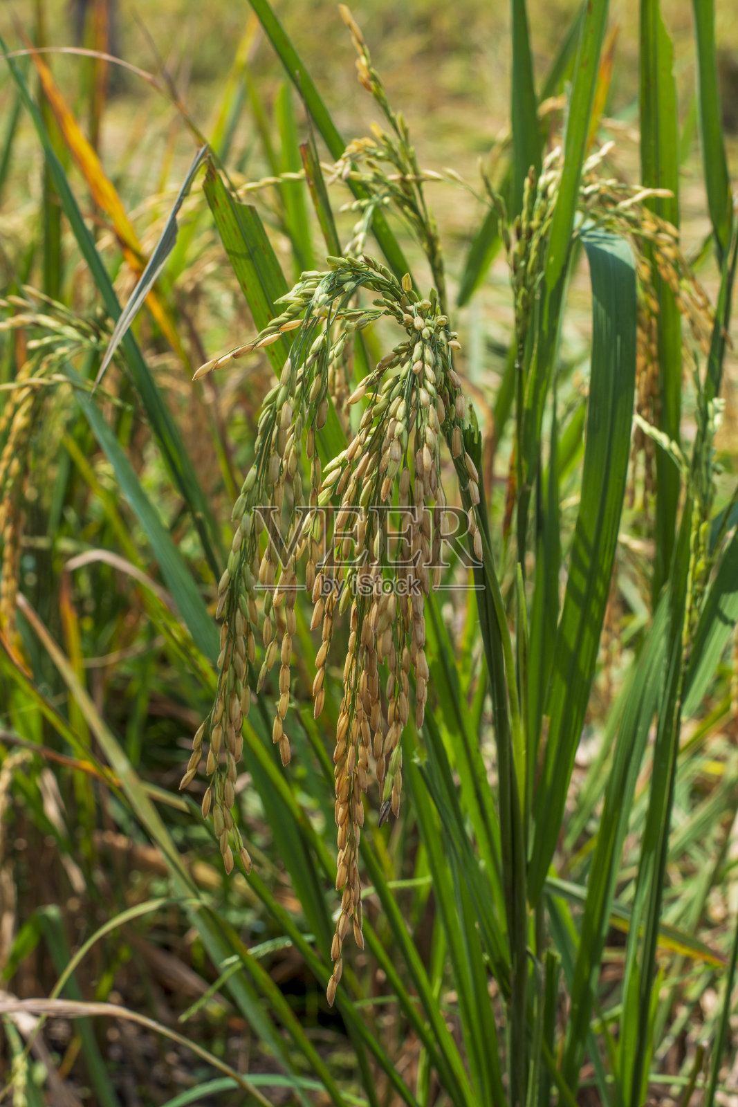 黄稻准备收割了照片摄影图片