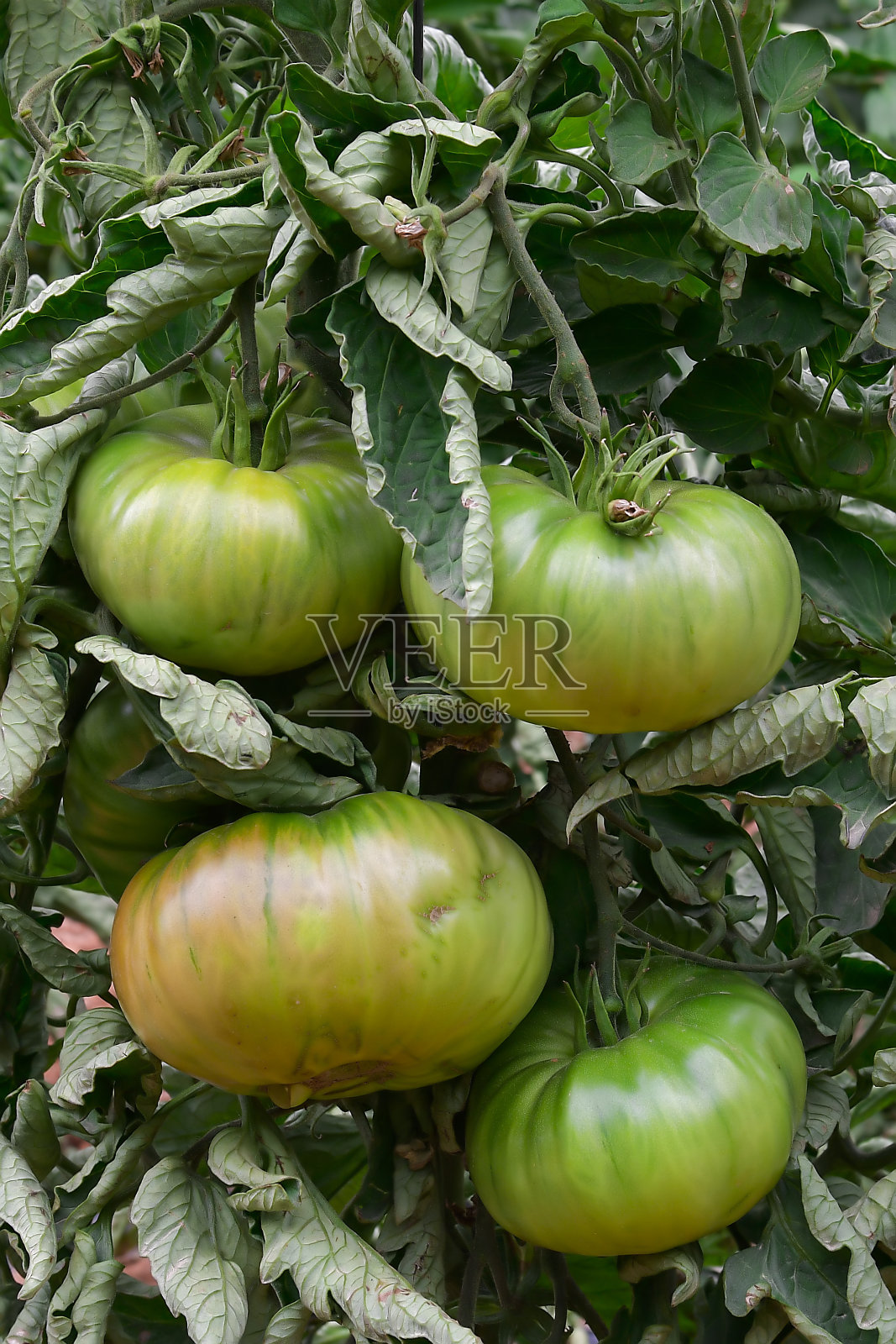 漂亮的红色成熟的祖传番茄生长在温室照片摄影图片