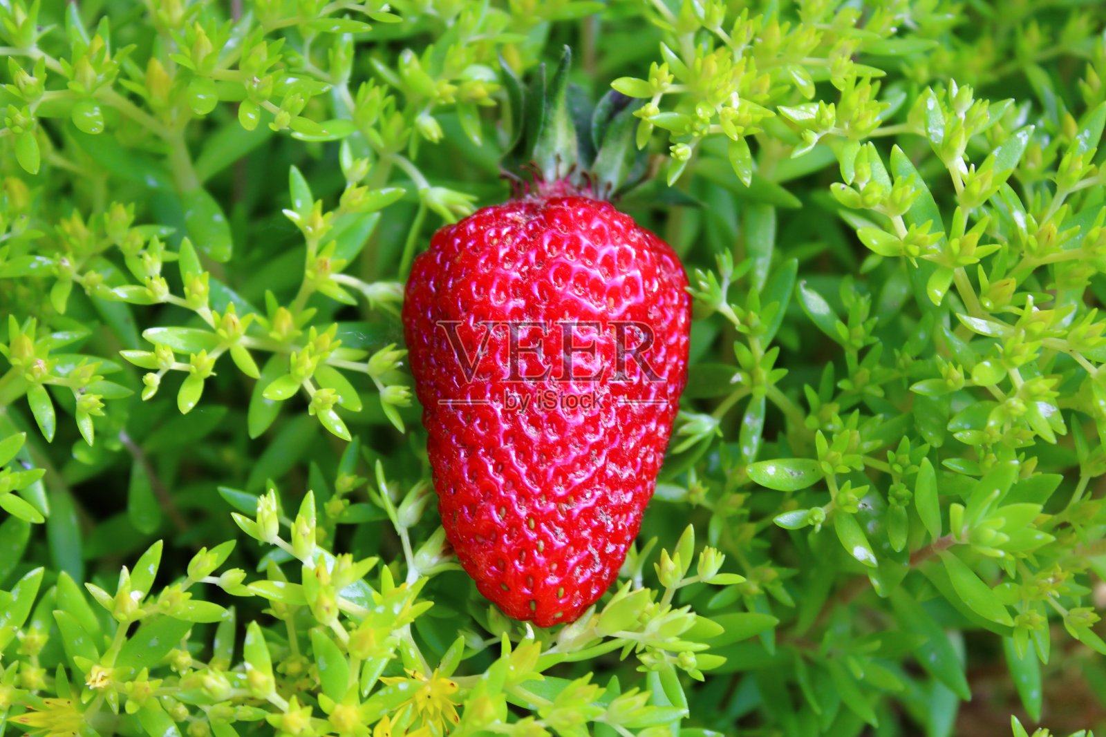 食物和水果照片摄影图片