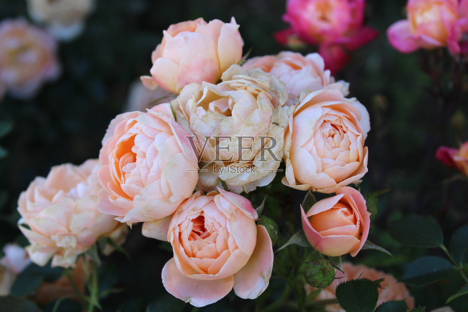 花和自然照片摄影图片