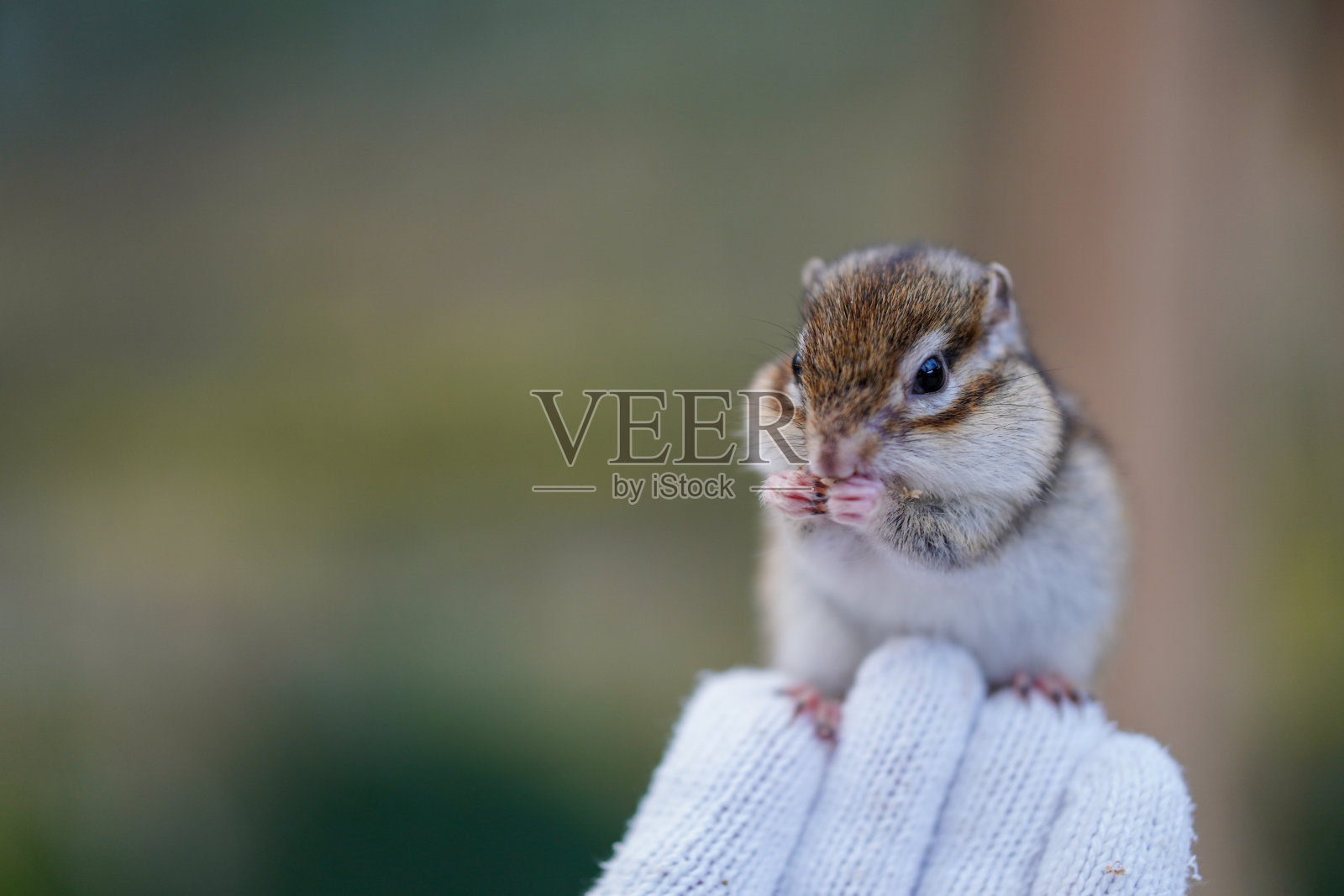 可爱的松鼠照片摄影图片
