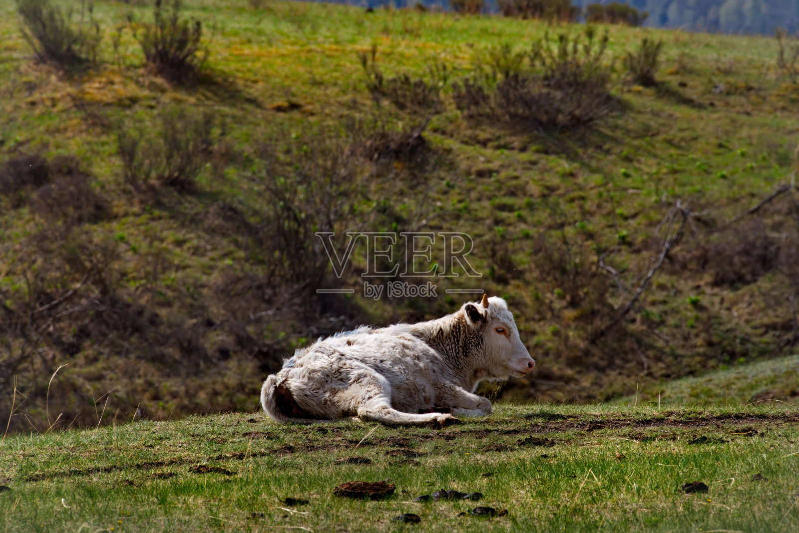 在大自然的怀抱里消遣照片摄影图片