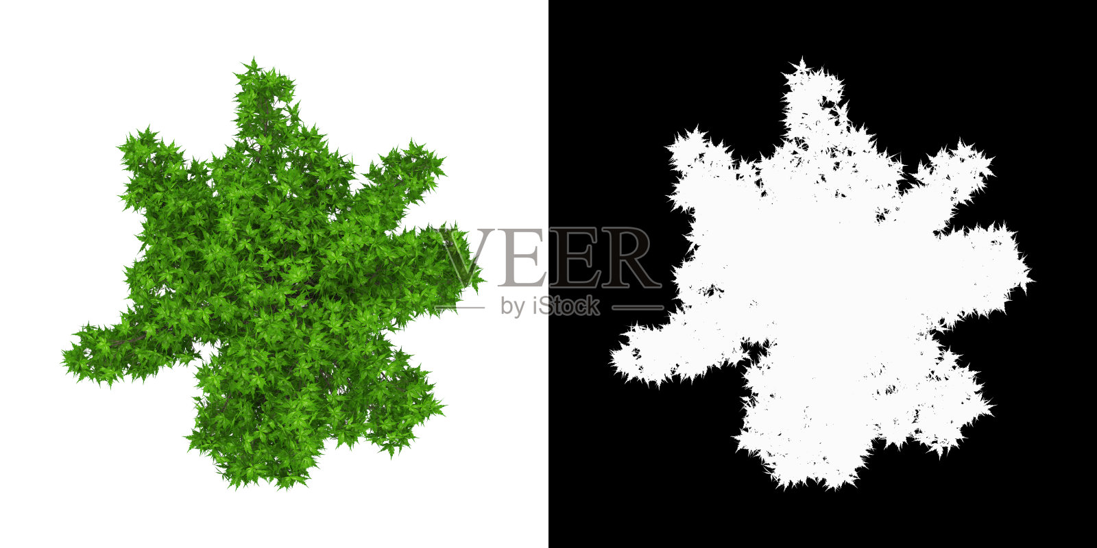 3D渲染日本枫树盆景树与绿叶孤立的白色背景alpha通道顶视图照片摄影图片