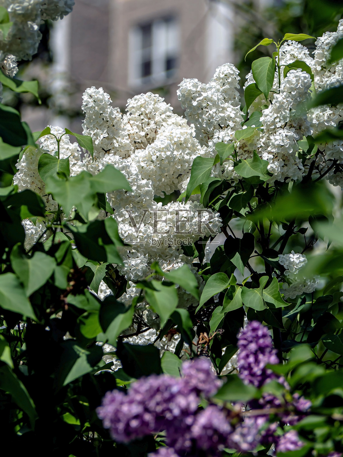 盛开的白色丁香和丁香的枝干在一个模糊的自然背景上照片摄影图片