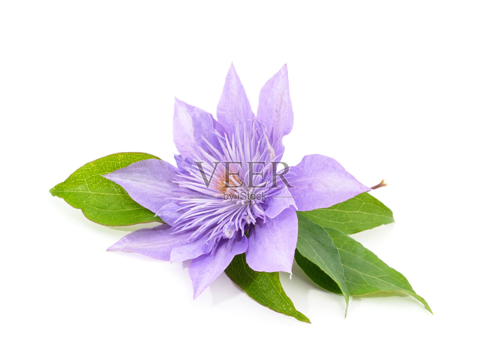 绿色叶子的蓝色铁线莲。照片摄影图片