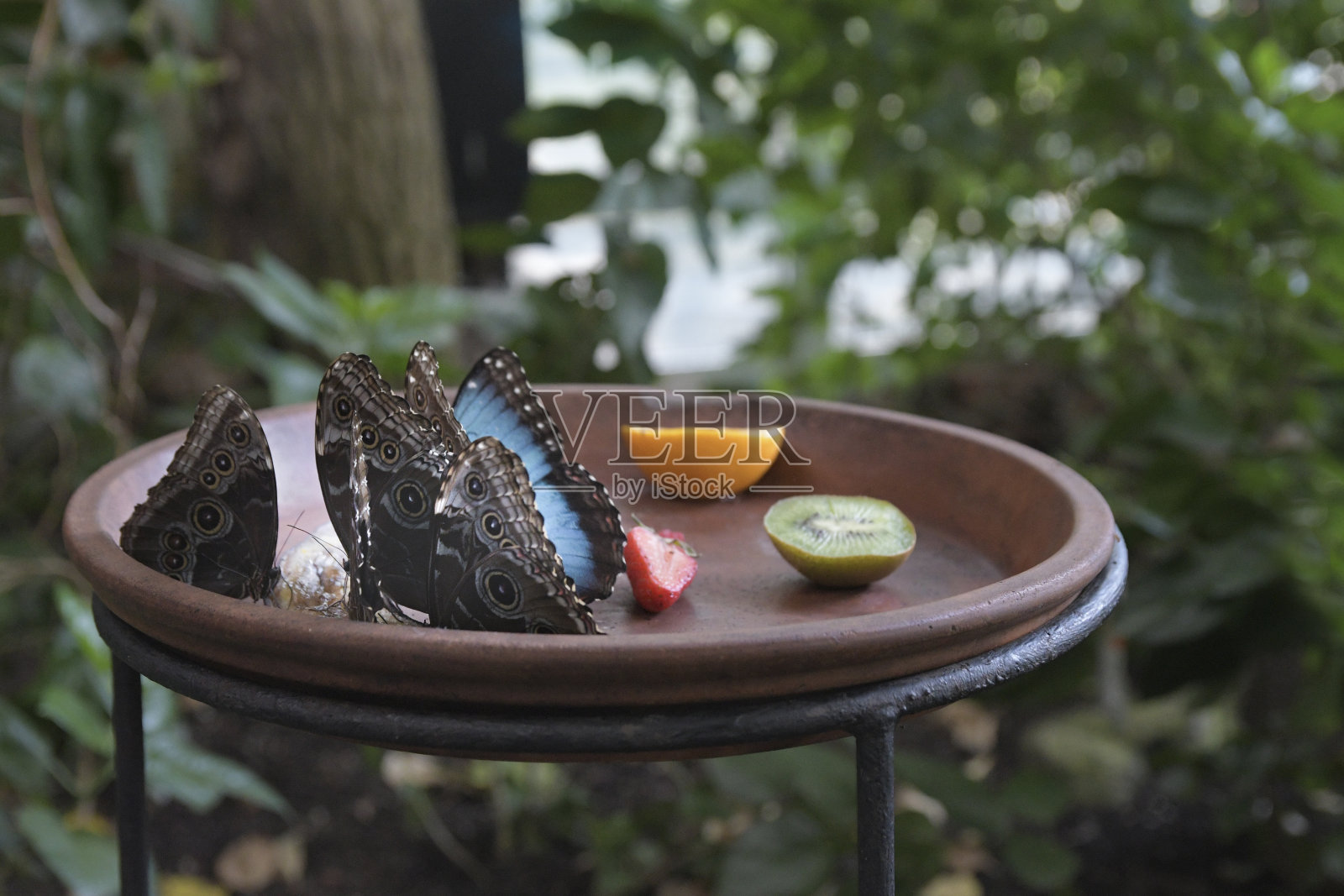 蓝色大闪蝶在一个大盘子里吃水果照片摄影图片