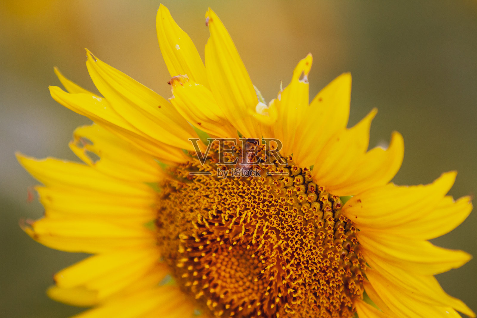 向日葵的蜜蜂照片摄影图片