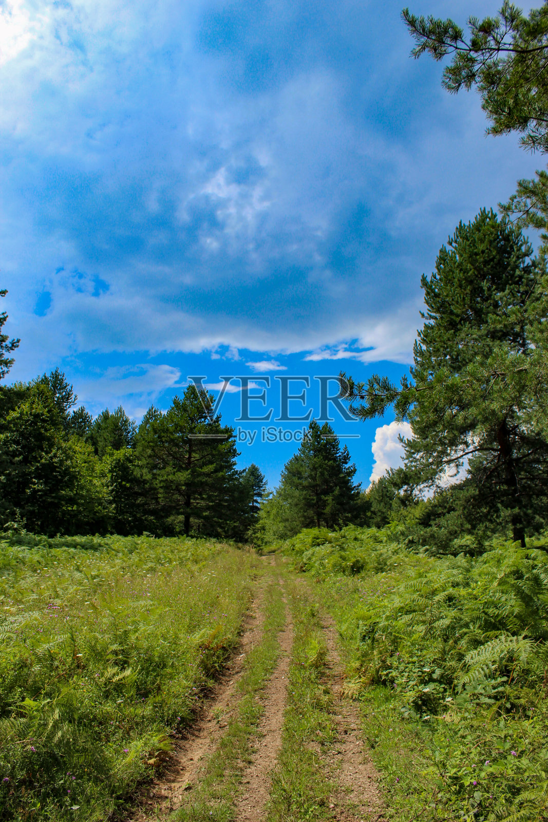 森林。一条穿过森林的小路。完美的夏天的风景。照片摄影图片