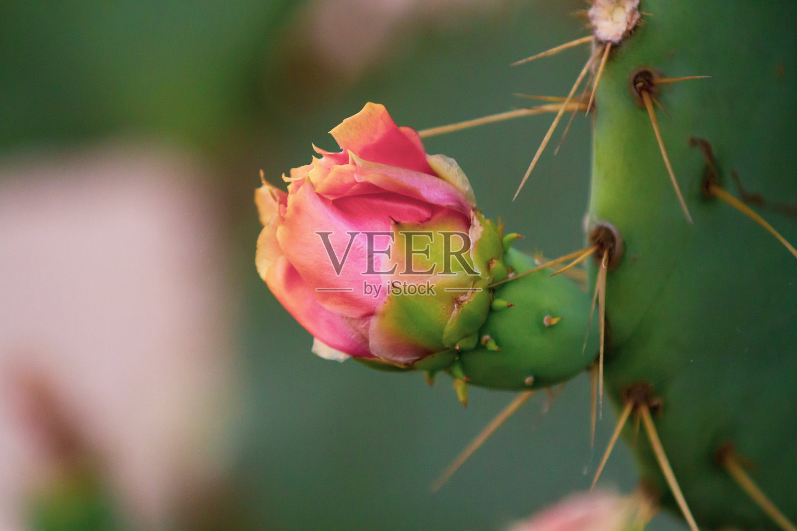 仙人掌在阳光下照片摄影图片