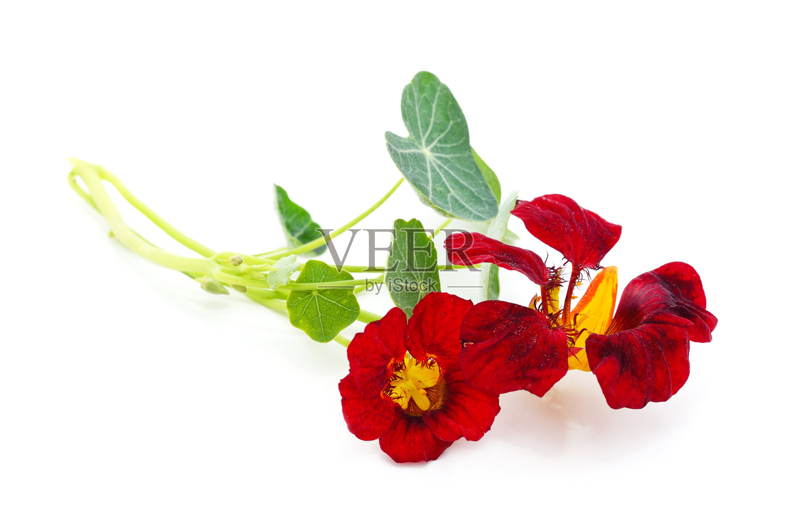 红色美丽的旱金莲。照片摄影图片