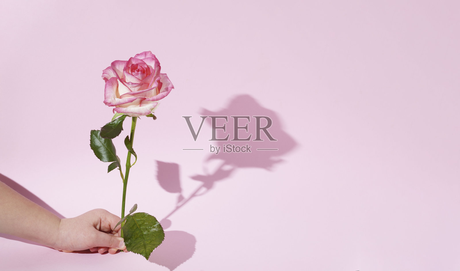 孩子手持白色和粉红色的玫瑰与阴影在柔和的粉红色背景。最小的自然构成与复制空间。生日快乐，母亲节快乐，婚礼日，情人节，国际妇女节贺卡。照片摄影图片