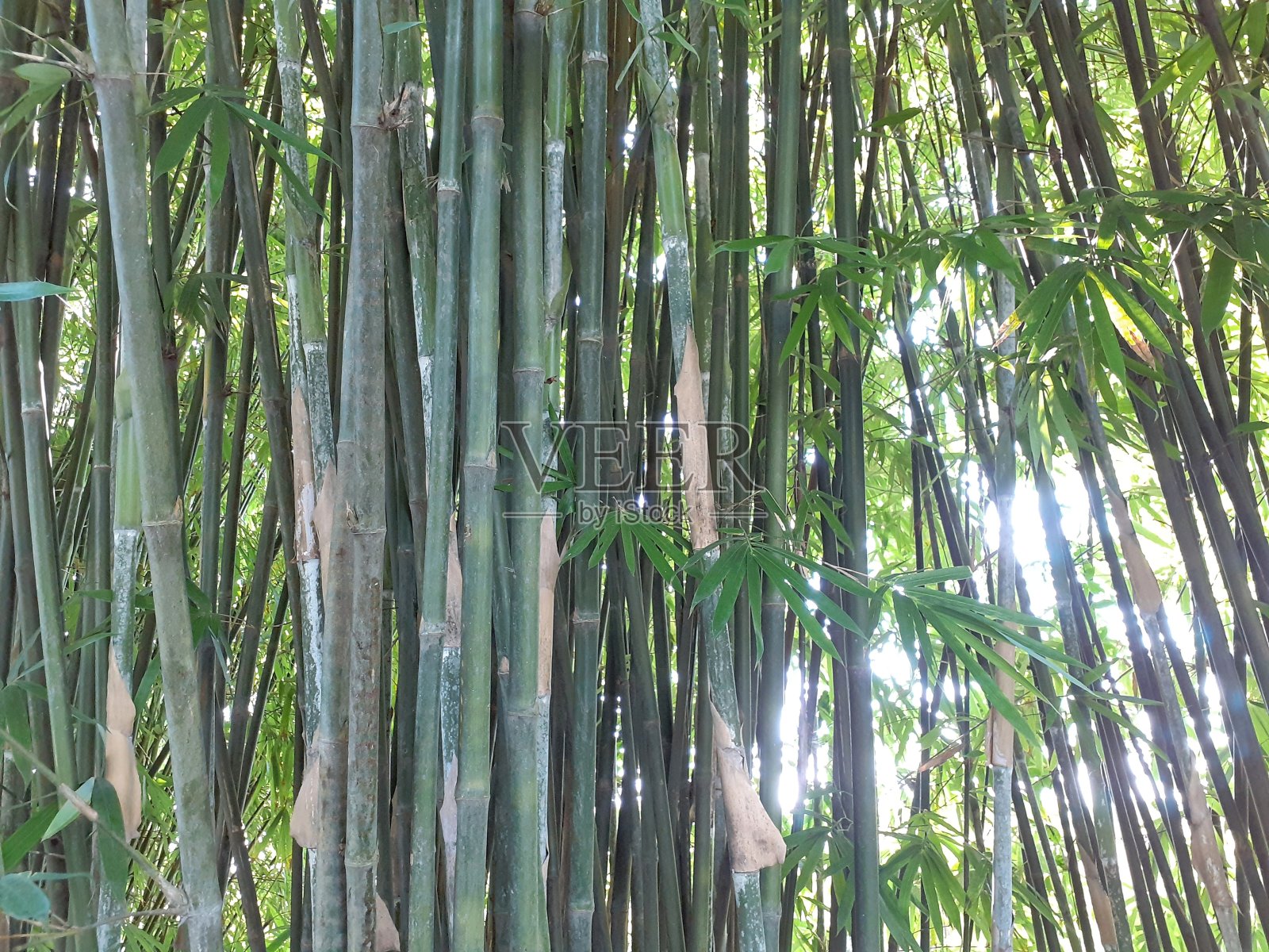 又高又细的绿色竹子照片摄影图片