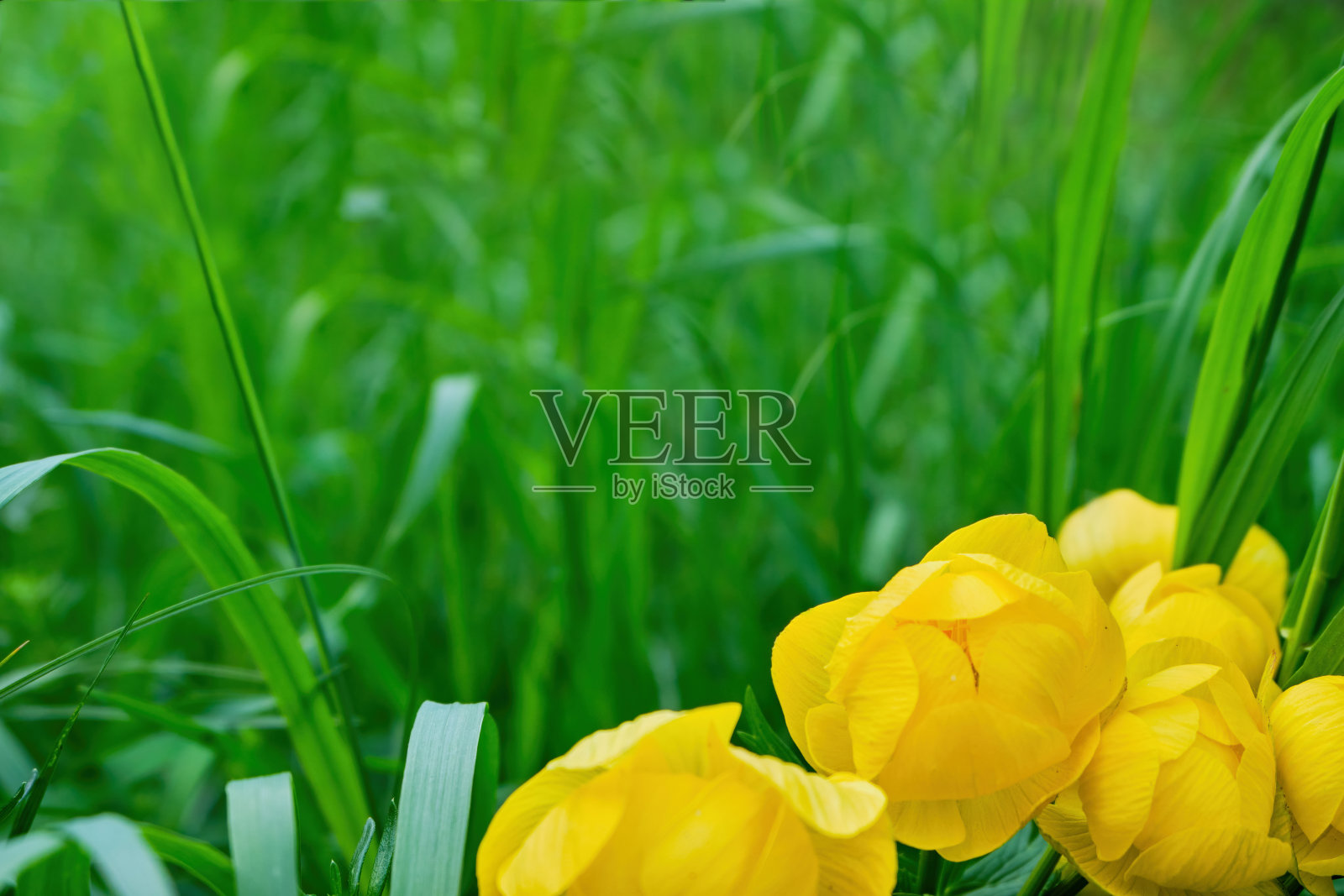 水仙花在草地上盛开。黄色的花朵在绿草如茵的森林中特写，选择性聚焦。夏天和春天，白天。底部视图。农村景观照片摄影图片