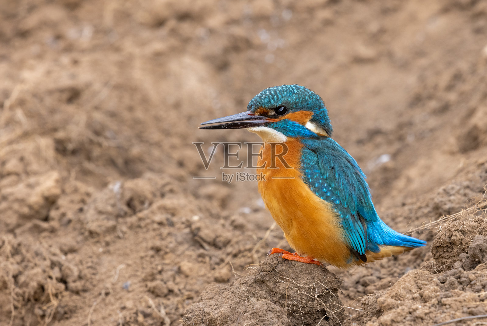 男性常见的翠鸟照片摄影图片