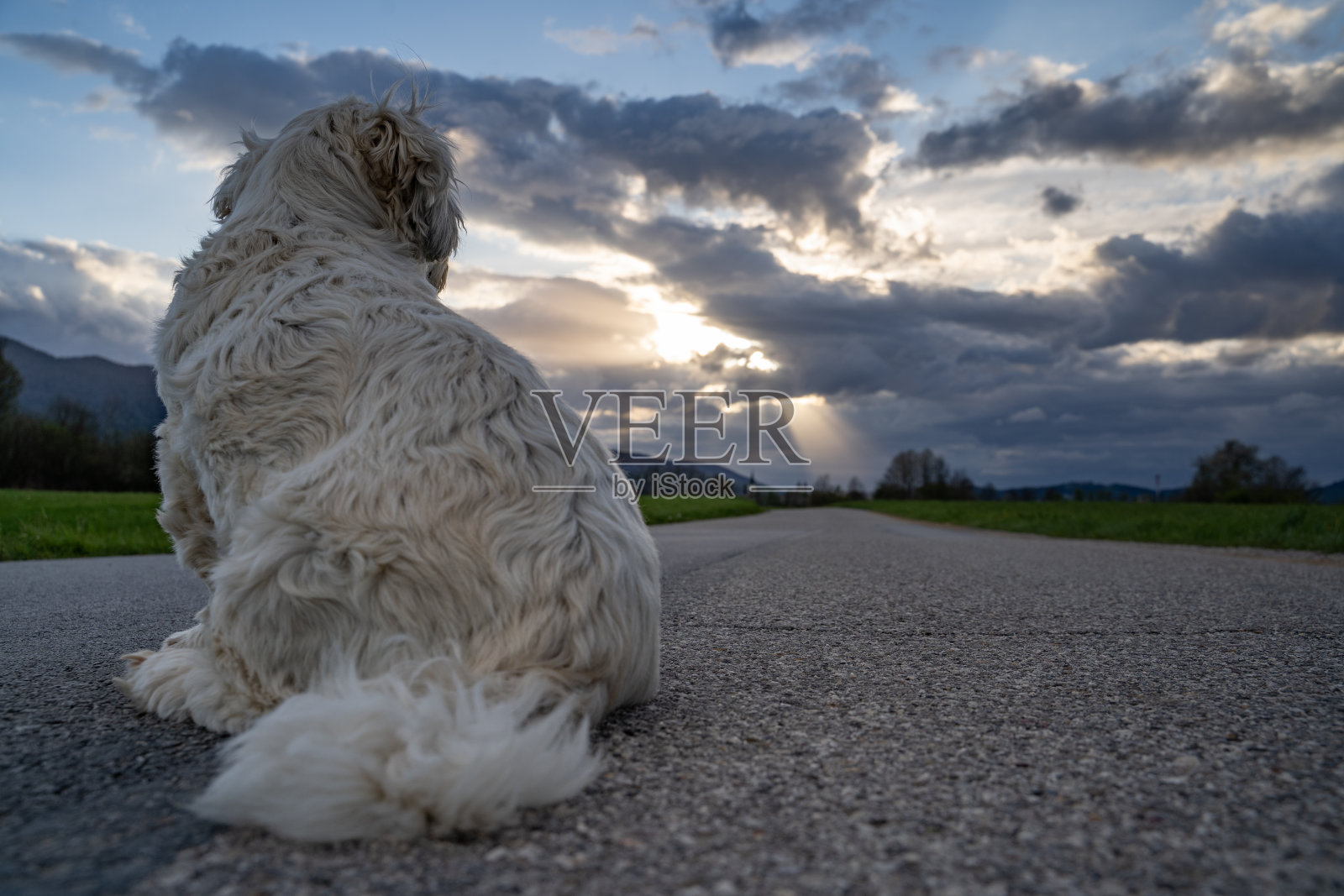 西施犬在乡间路上坐着等着照片摄影图片