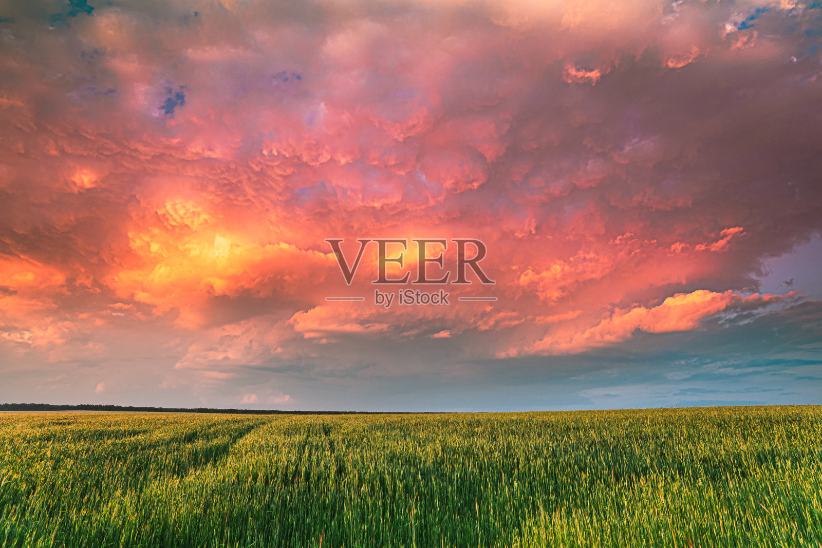 日落戏剧性的天空在农村绿色麦田。春天的季节。改变了日出的天空照片摄影图片