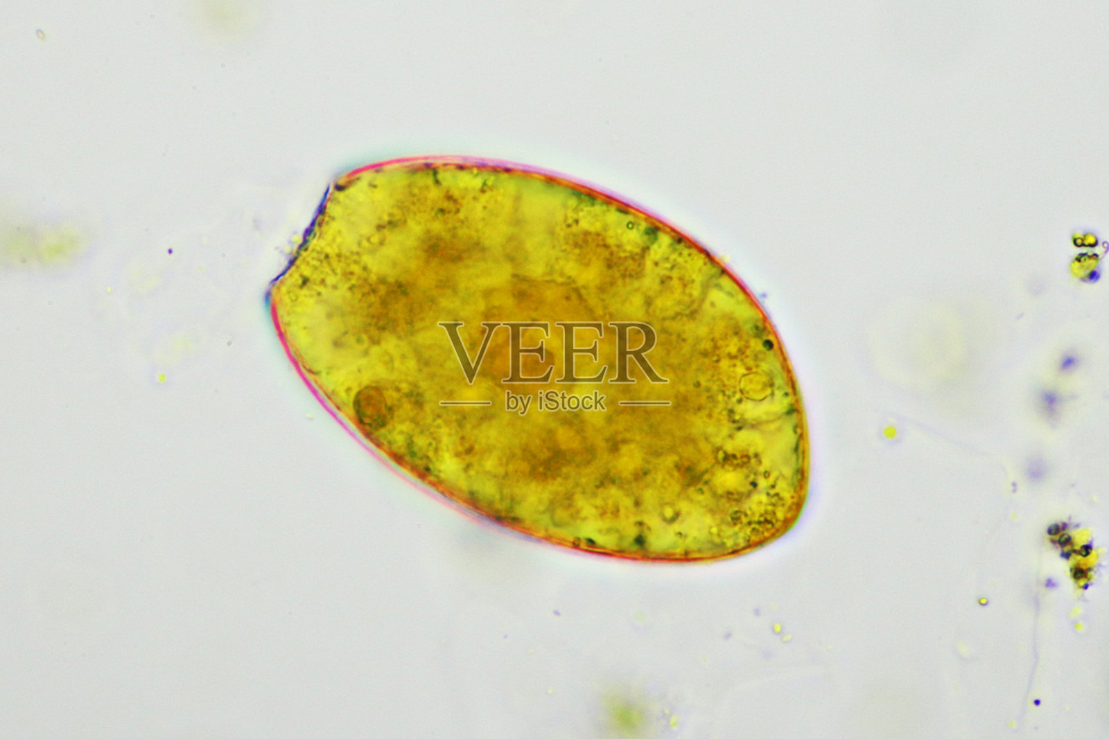 人粪便中肠吸虫卵照片摄影图片
