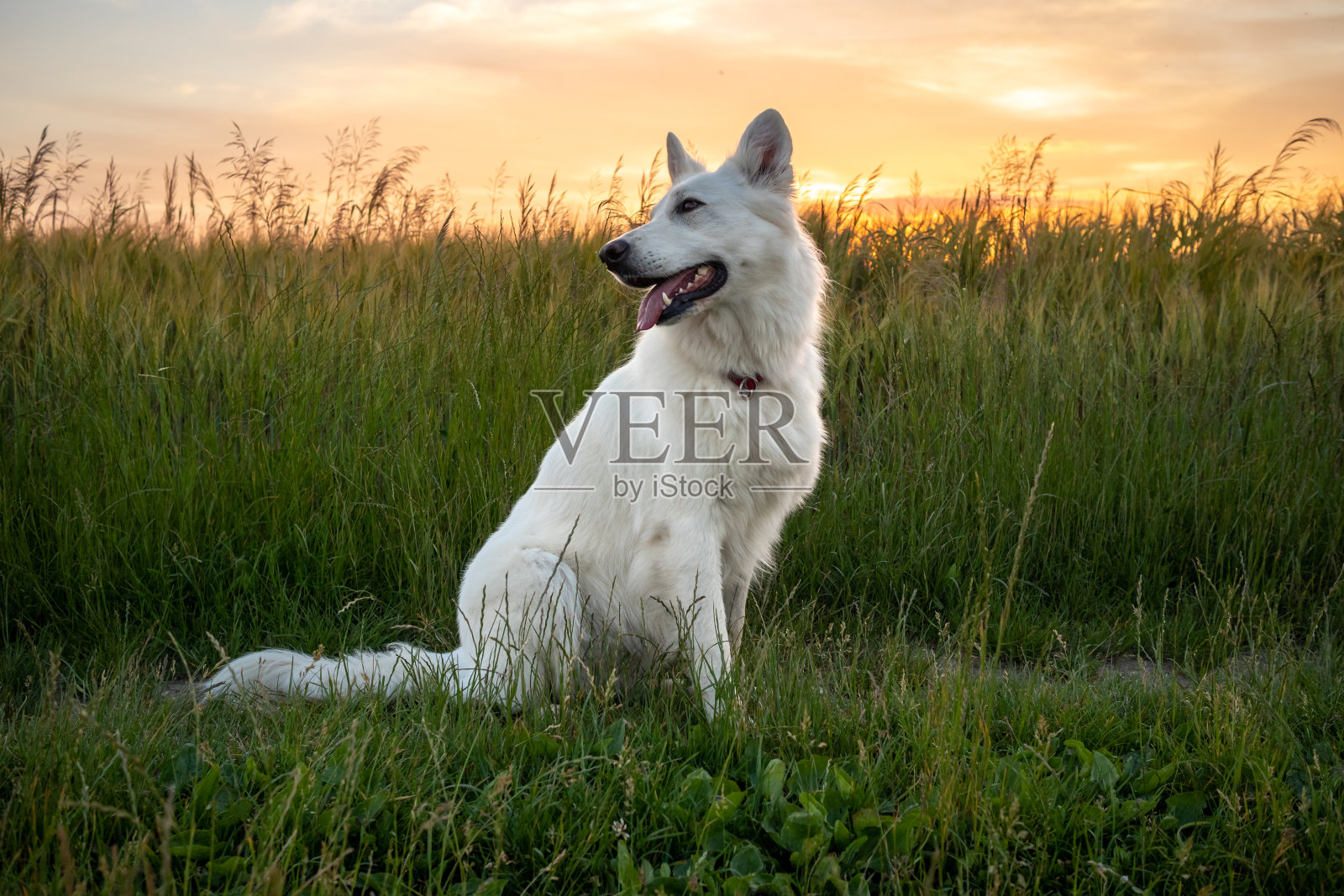白瑞士牧羊犬照片摄影图片
