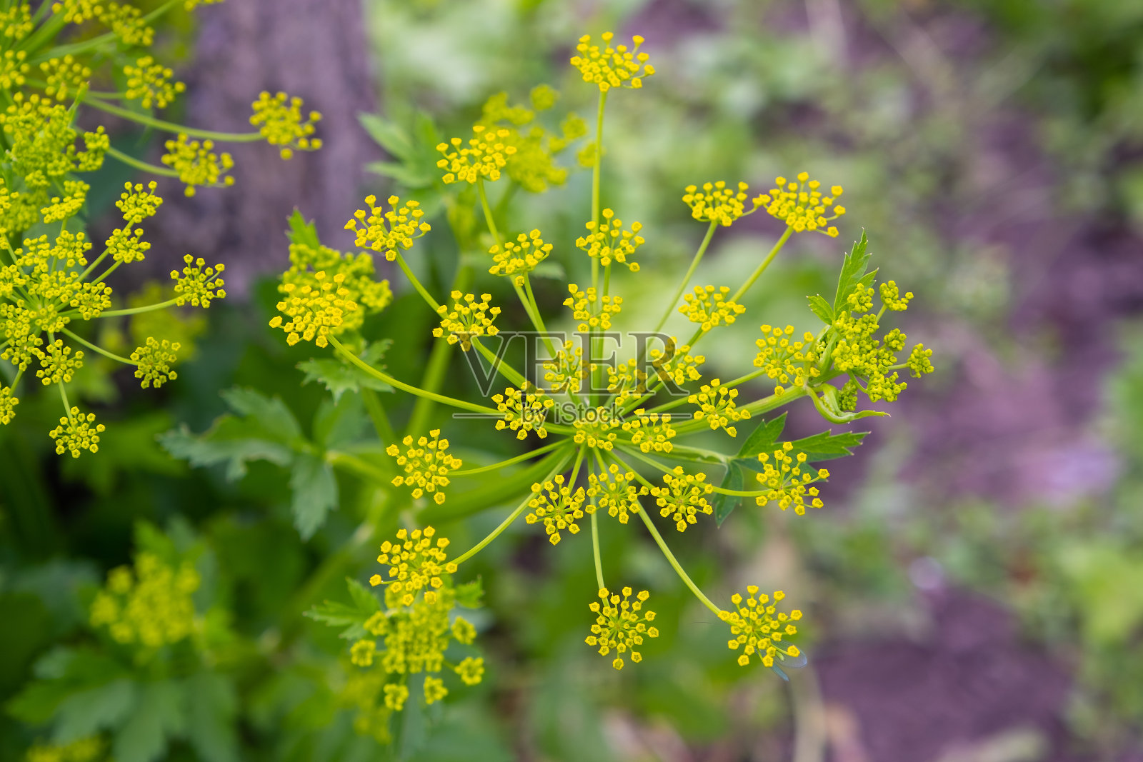 百济花盛开照片摄影图片