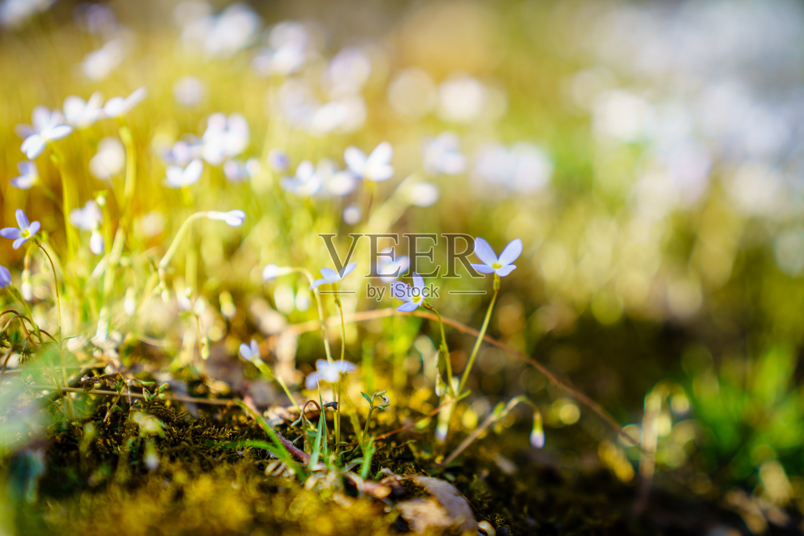 的矢车菊照片摄影图片