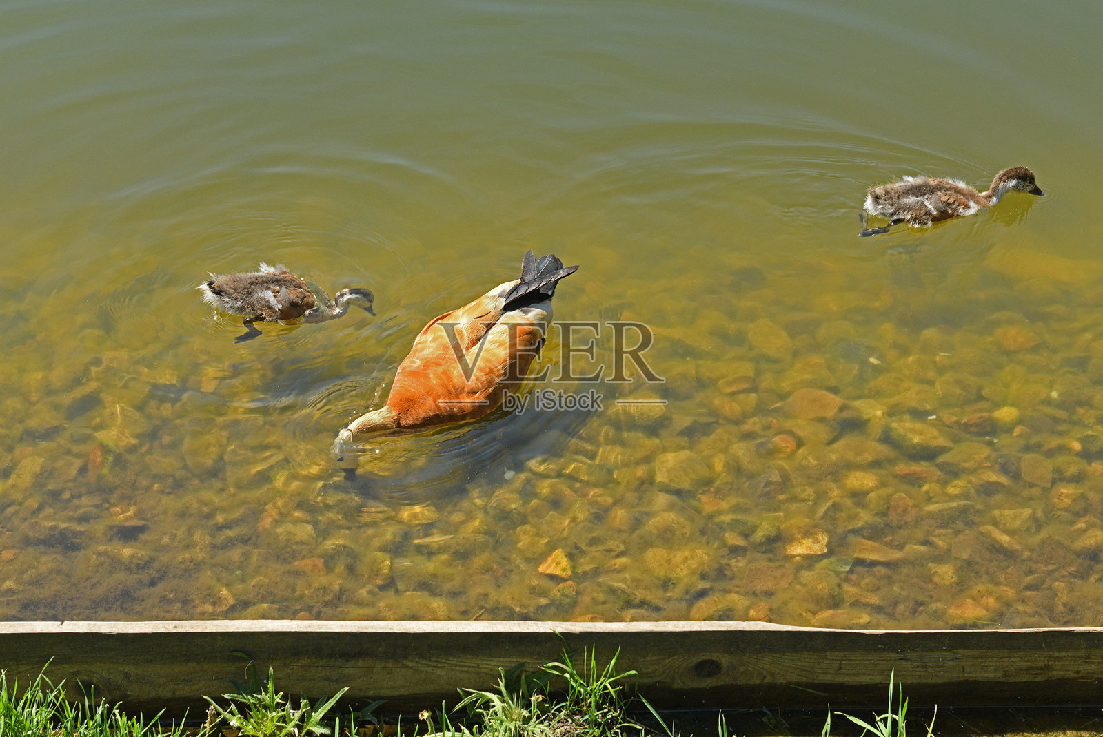 红鸭，或红鸭。Tadorna ferruginea)和两只小鸭照片摄影图片