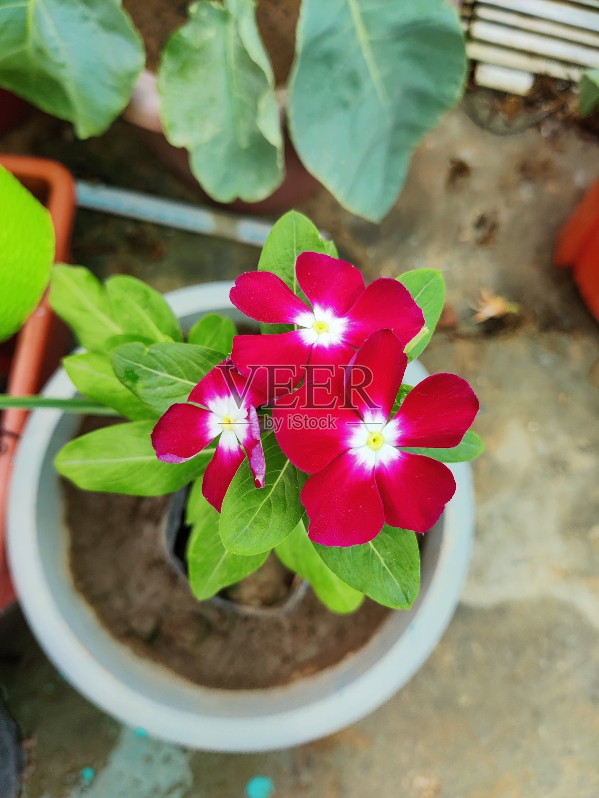 美丽的图片，常青植物照片摄影图片