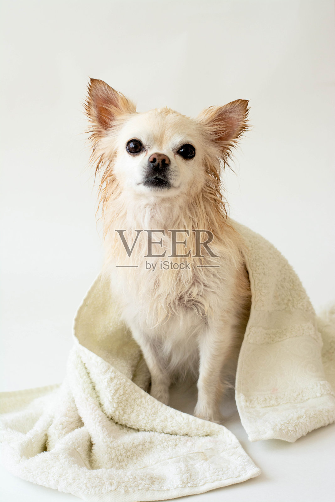 可爱的湿吉娃娃洗澡后被裹在毛巾里，孤立在白色的背景上。洗你的宠物。照片摄影图片