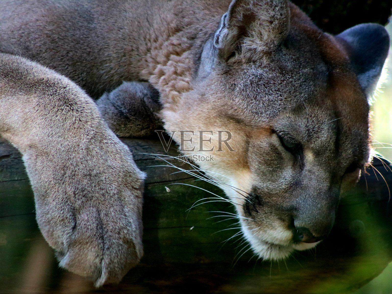巡游中的佛罗里达豹照片摄影图片