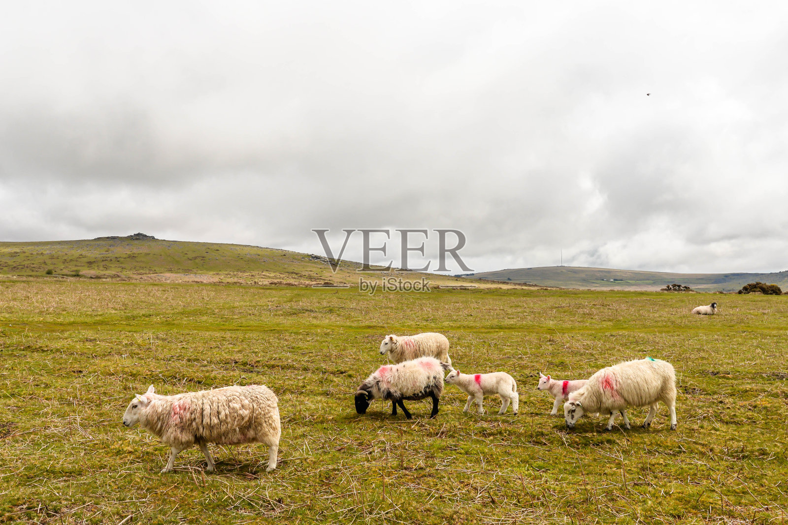 羊在达特穆尔国家公园的野外吃草照片摄影图片