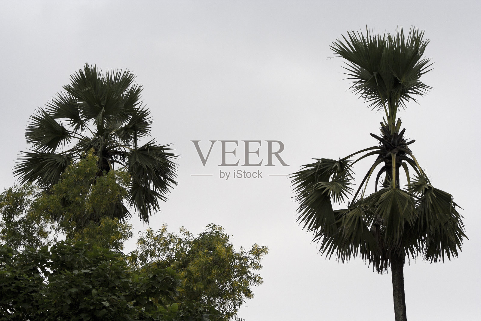 公园里的棕榈树。照片摄影图片