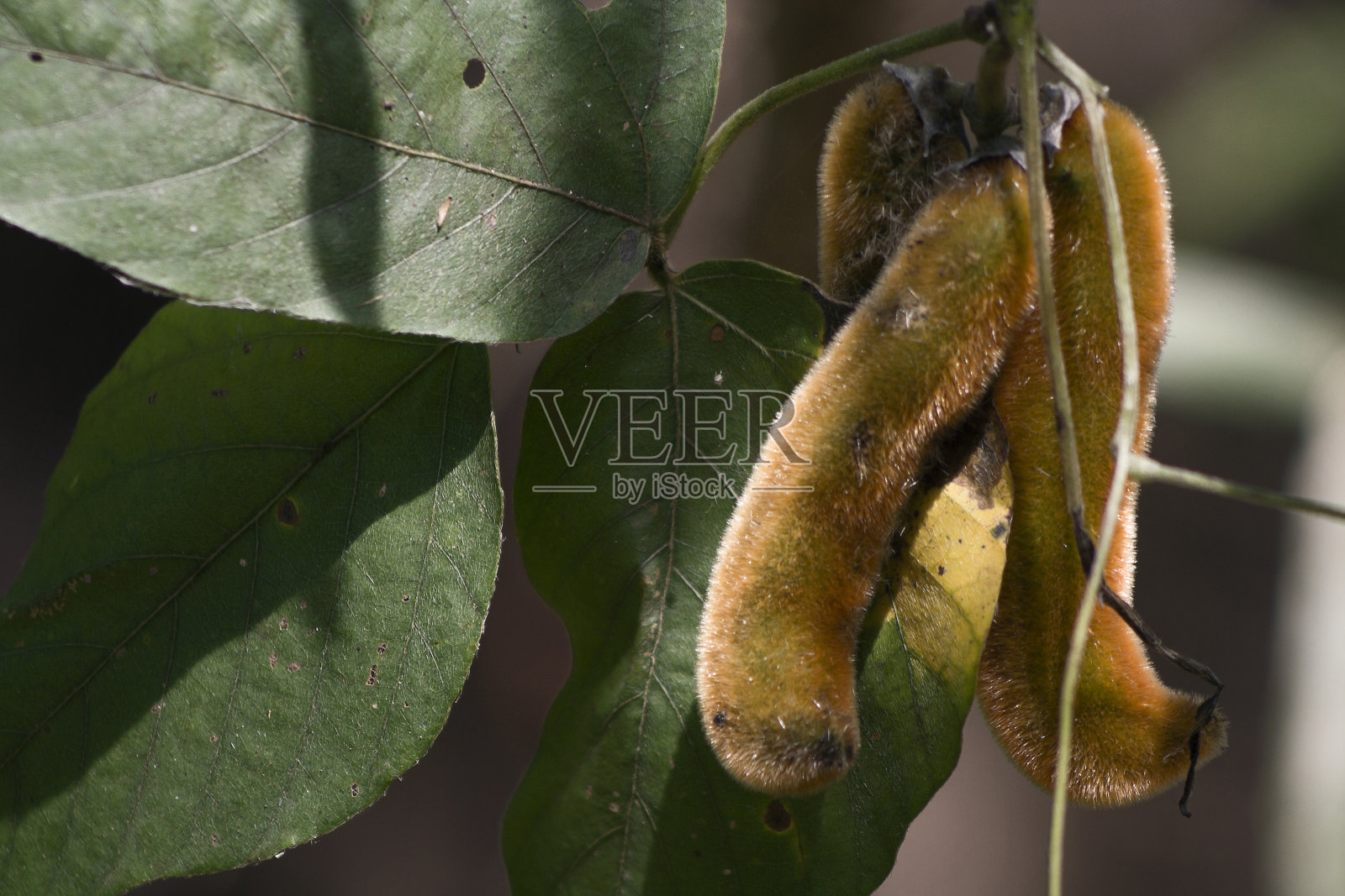 公园里的麻豆种子荚。照片摄影图片