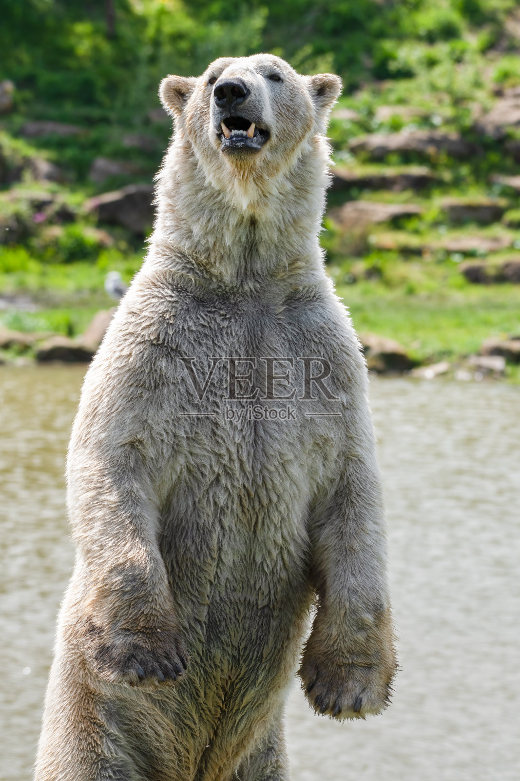 直立的北极熊照片摄影图片
