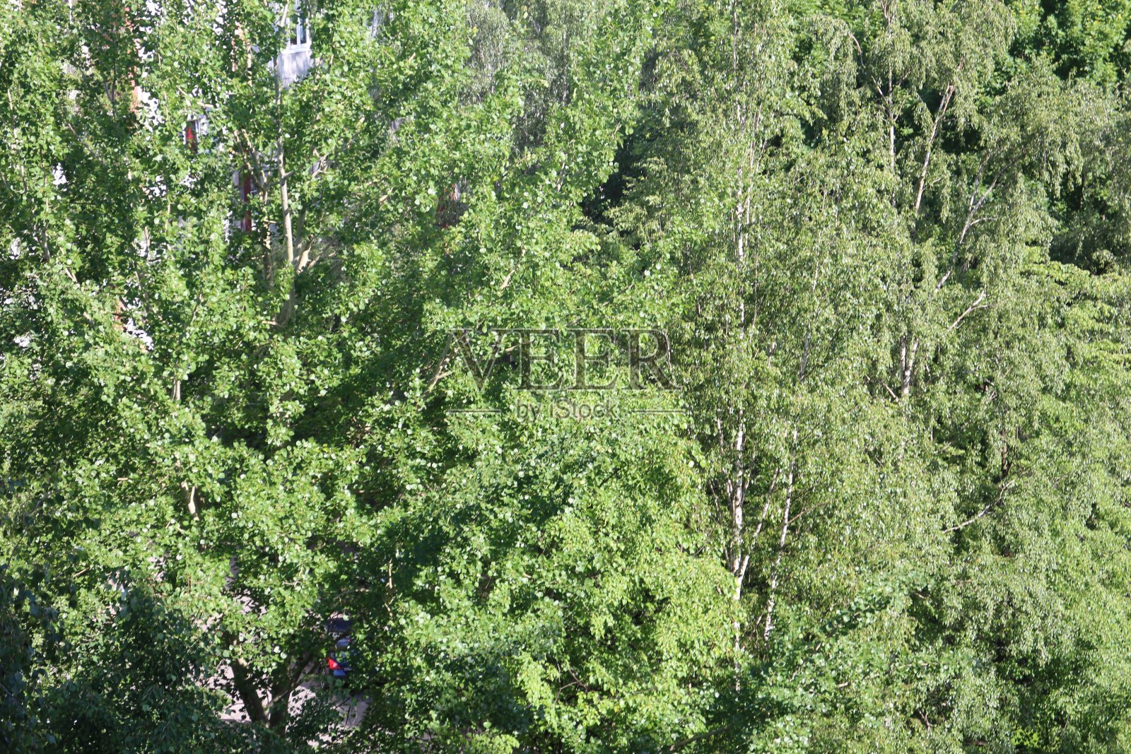 夏天的一天，从高处看白桦树照片摄影图片