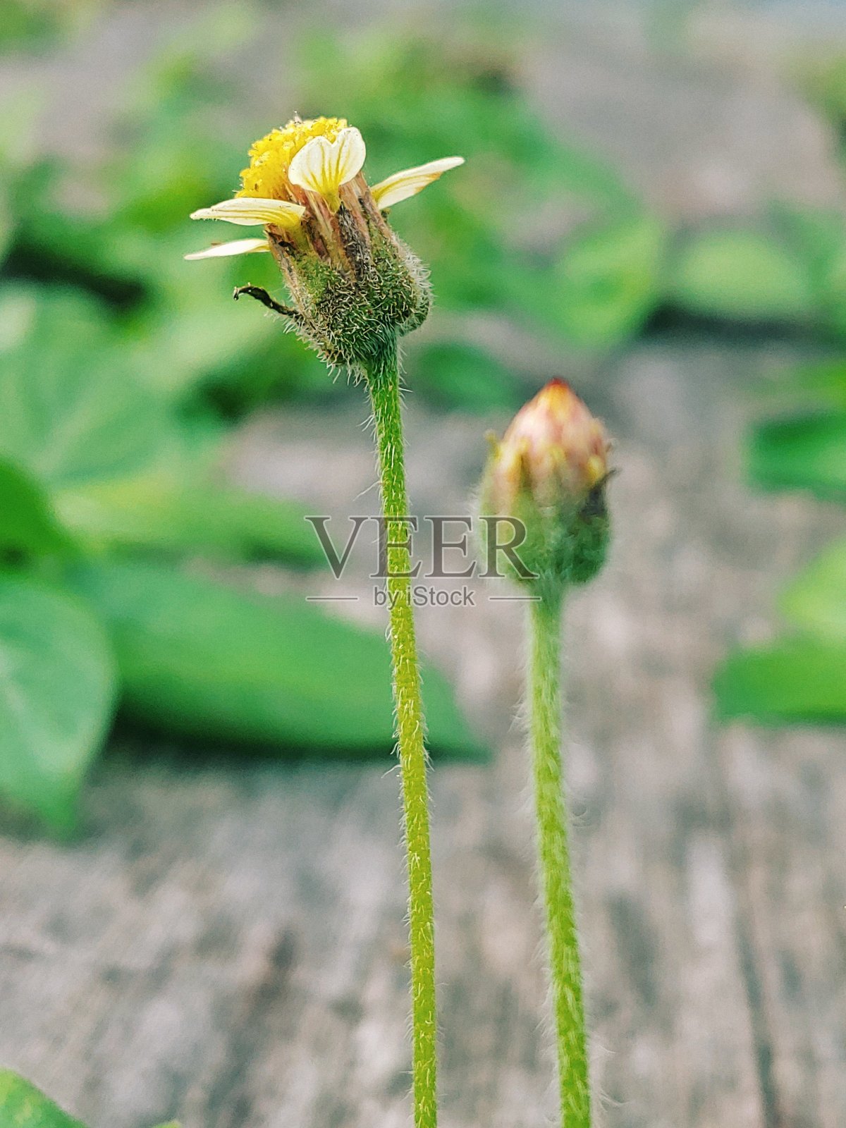 光花照片摄影图片