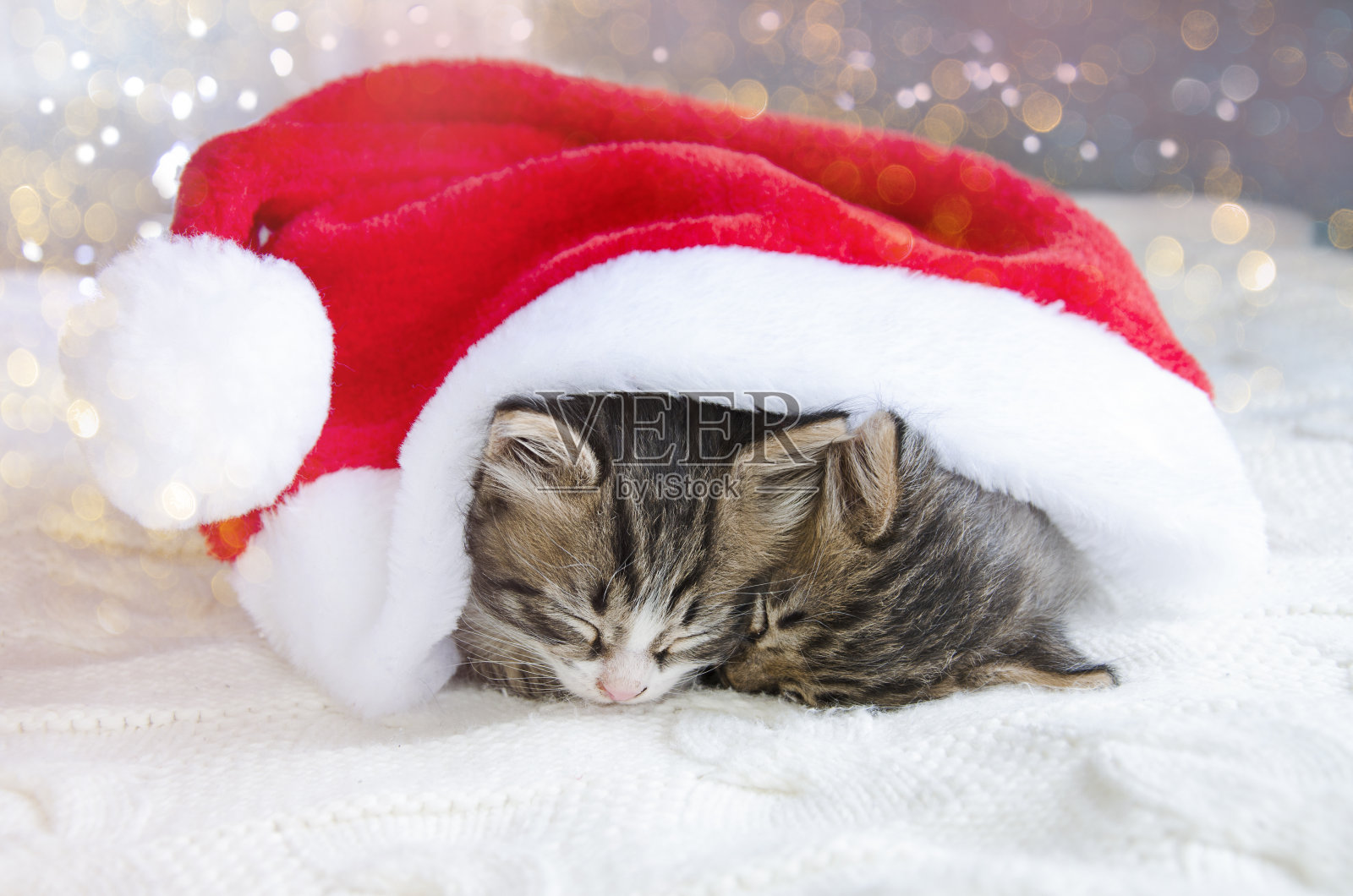 一对宠物睡在圣诞帽下。圣诞和新年的小猫照片摄影图片