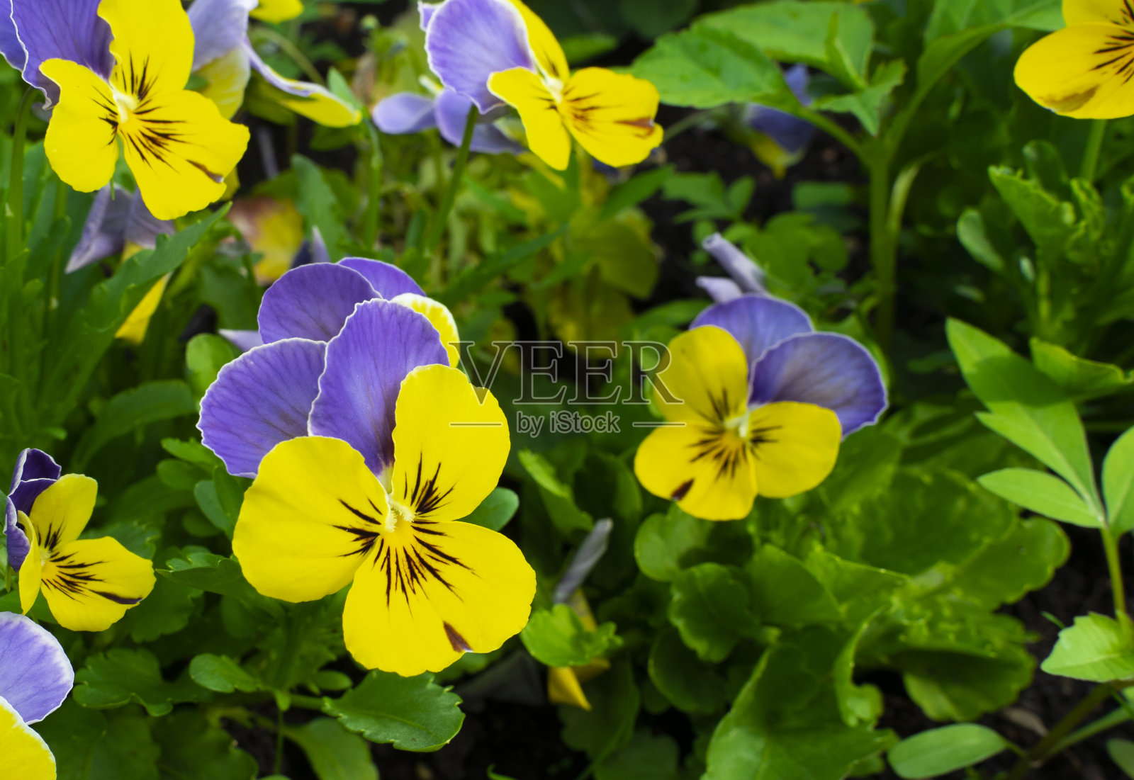 紫罗兰色三色中提琴。植物花的背景。照片摄影图片