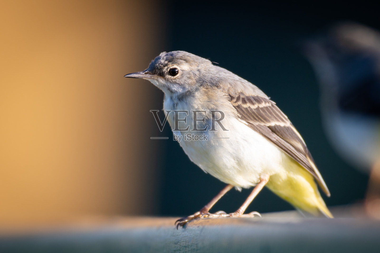 白色鹡尾鸟靠近照片摄影图片