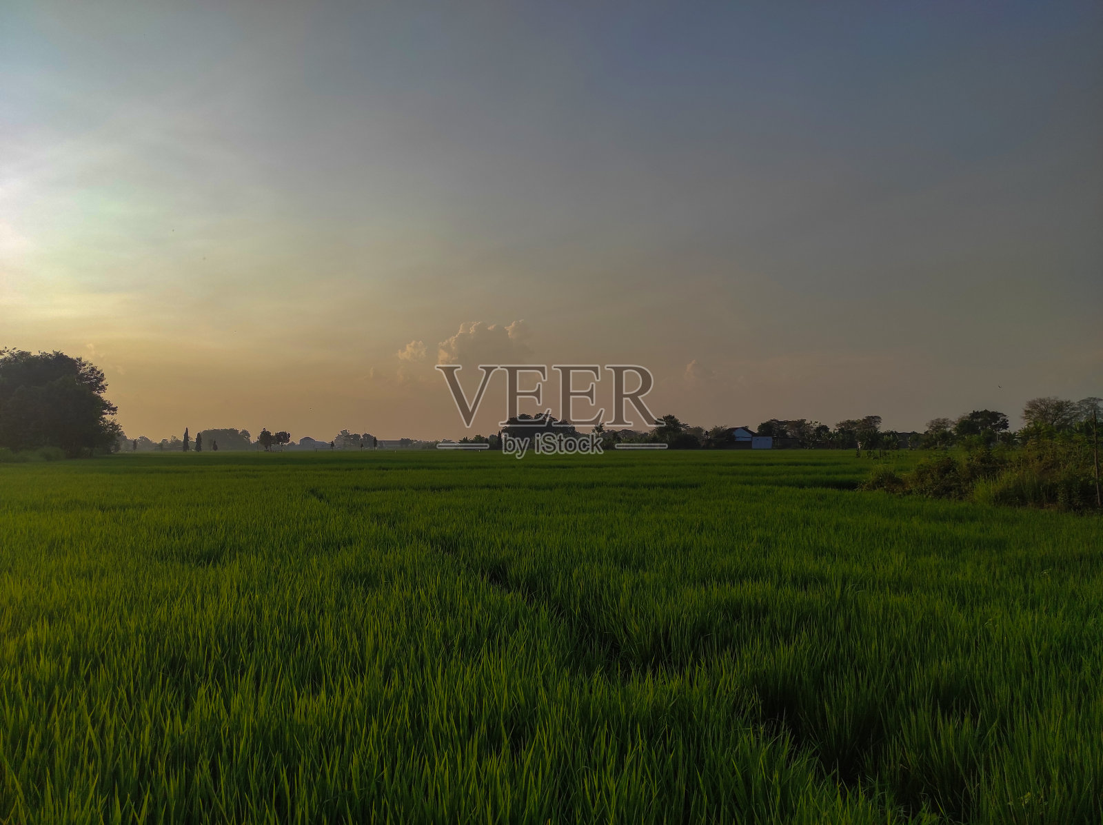 清晨的氛围在山脚下的乡村与绿色的稻田的景色照片摄影图片