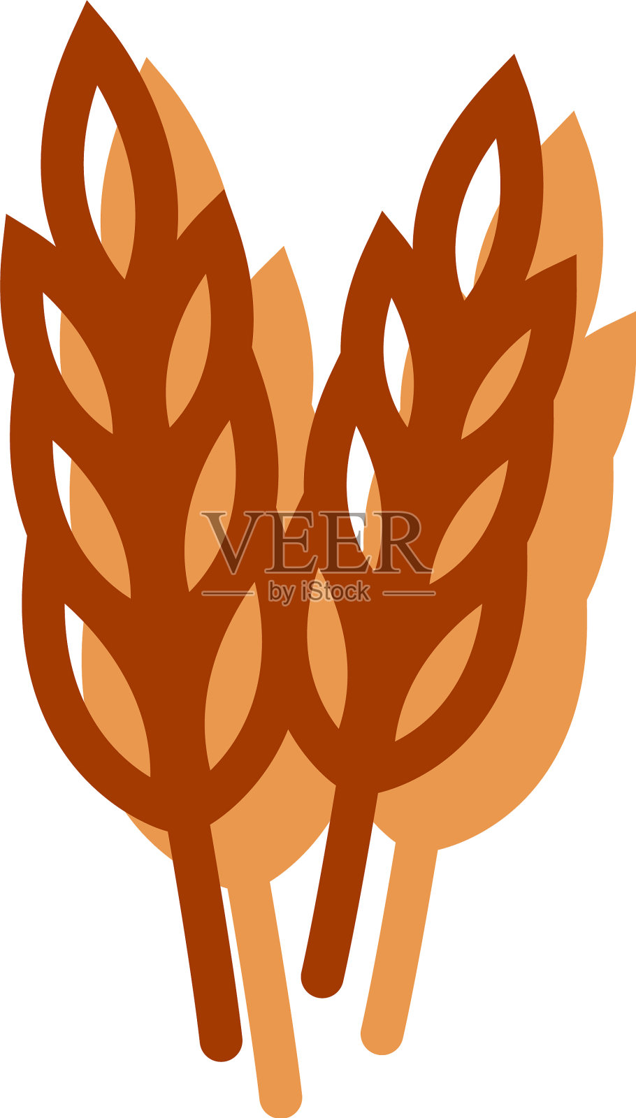 白色背景上的干小麦插画图片素材