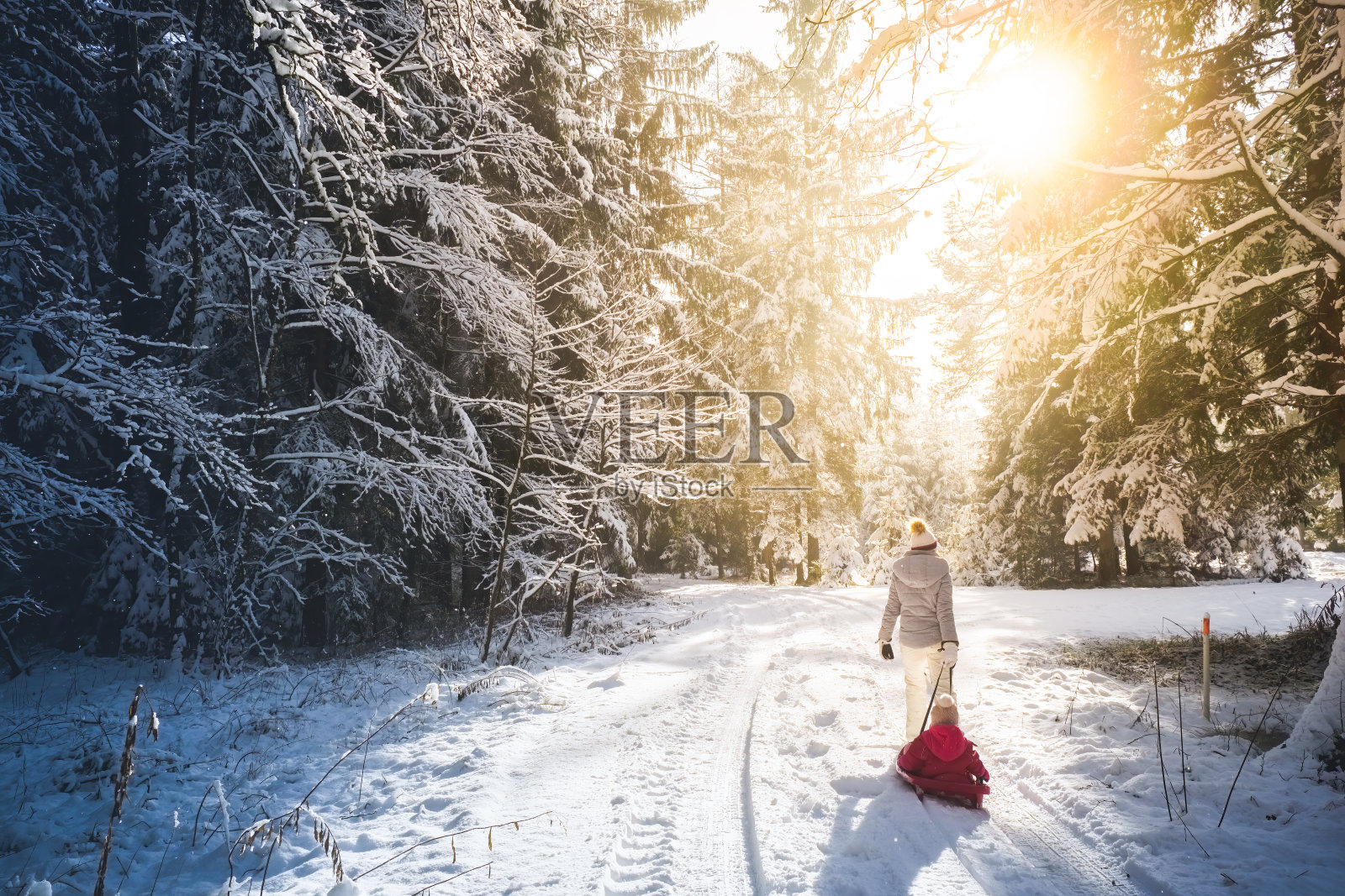 母亲拉着雪橇穿过冬天的森林。照片摄影图片